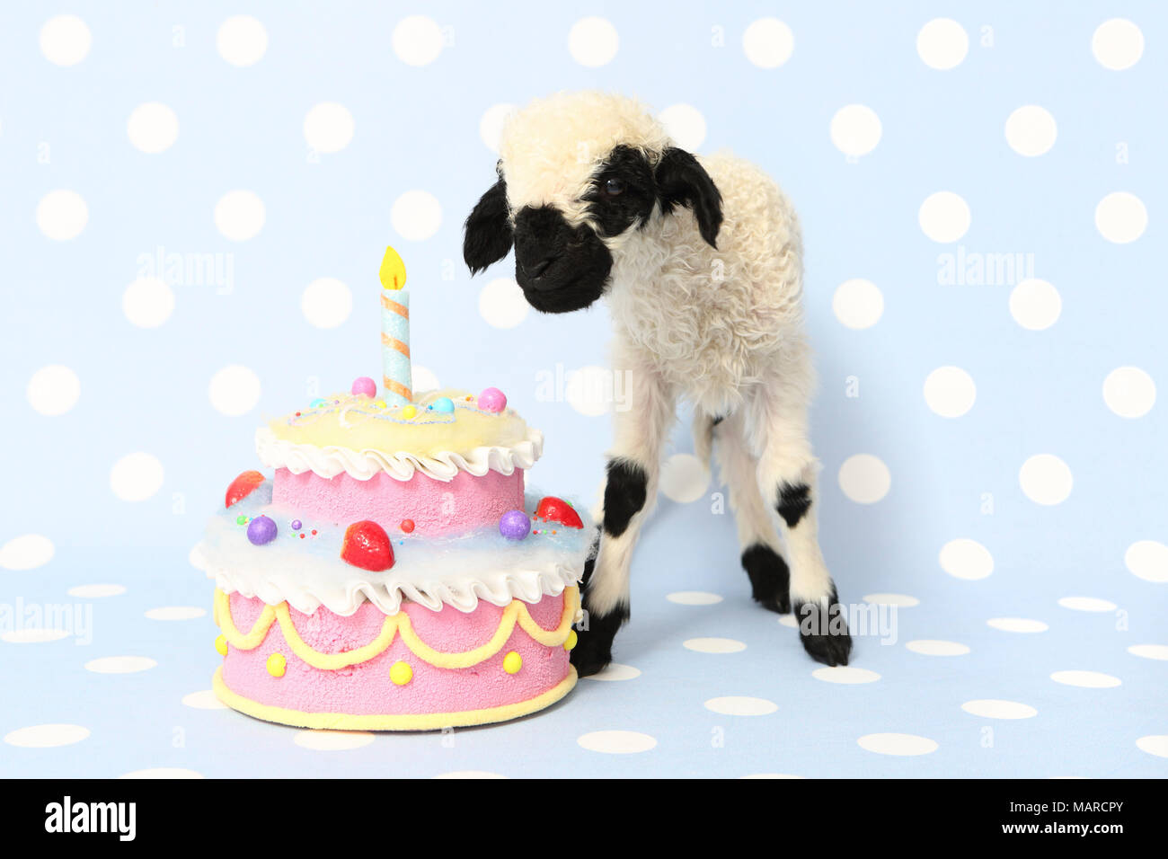 Le Valais Les Moutons L Agneau 10 Jours Debout A Cote D Un Gateau D Anniversaire Studio Photo Contre Un Fond Bleu A Pois Allemagne Photo Stock Alamy