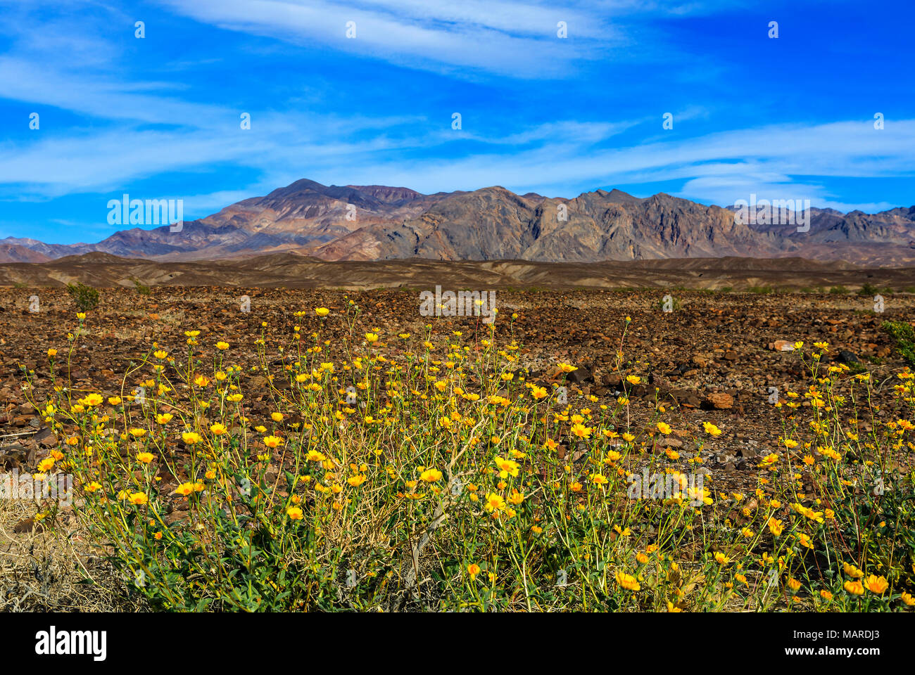 C'est un point de vue de certains 'Desert Gold' tournesols (Geraea canescens) en fleurs le long de la route 190 près de Furnace Creek dans la région de Death Valley National Park CA. Banque D'Images