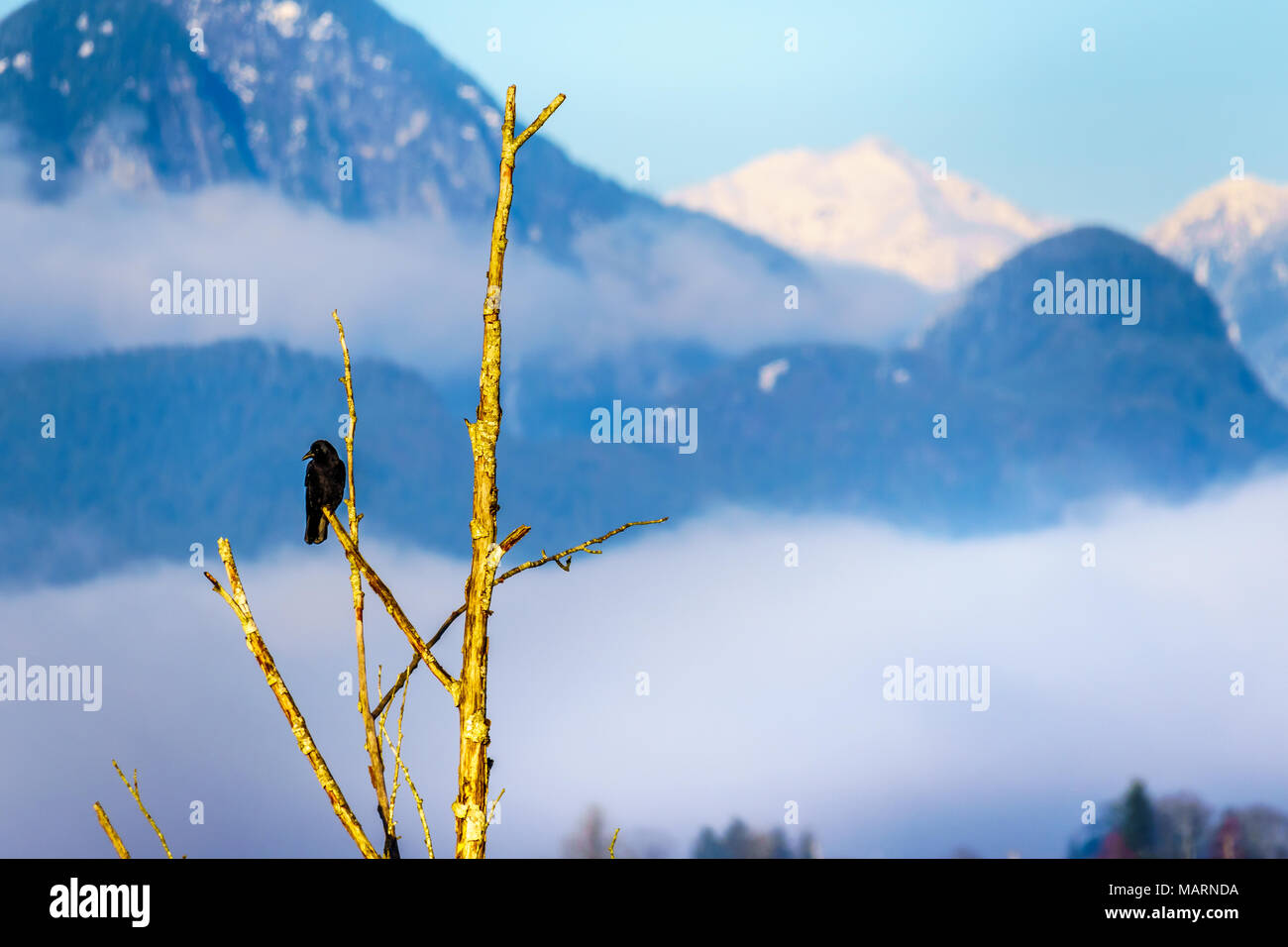 Séance Raven ona branche d'arbre en Pitt Polder dans la ville de Maple Ridge, dans la vallée du Fraser en Colombie-Britannique, Canada sur un hiver froid et clair da Banque D'Images