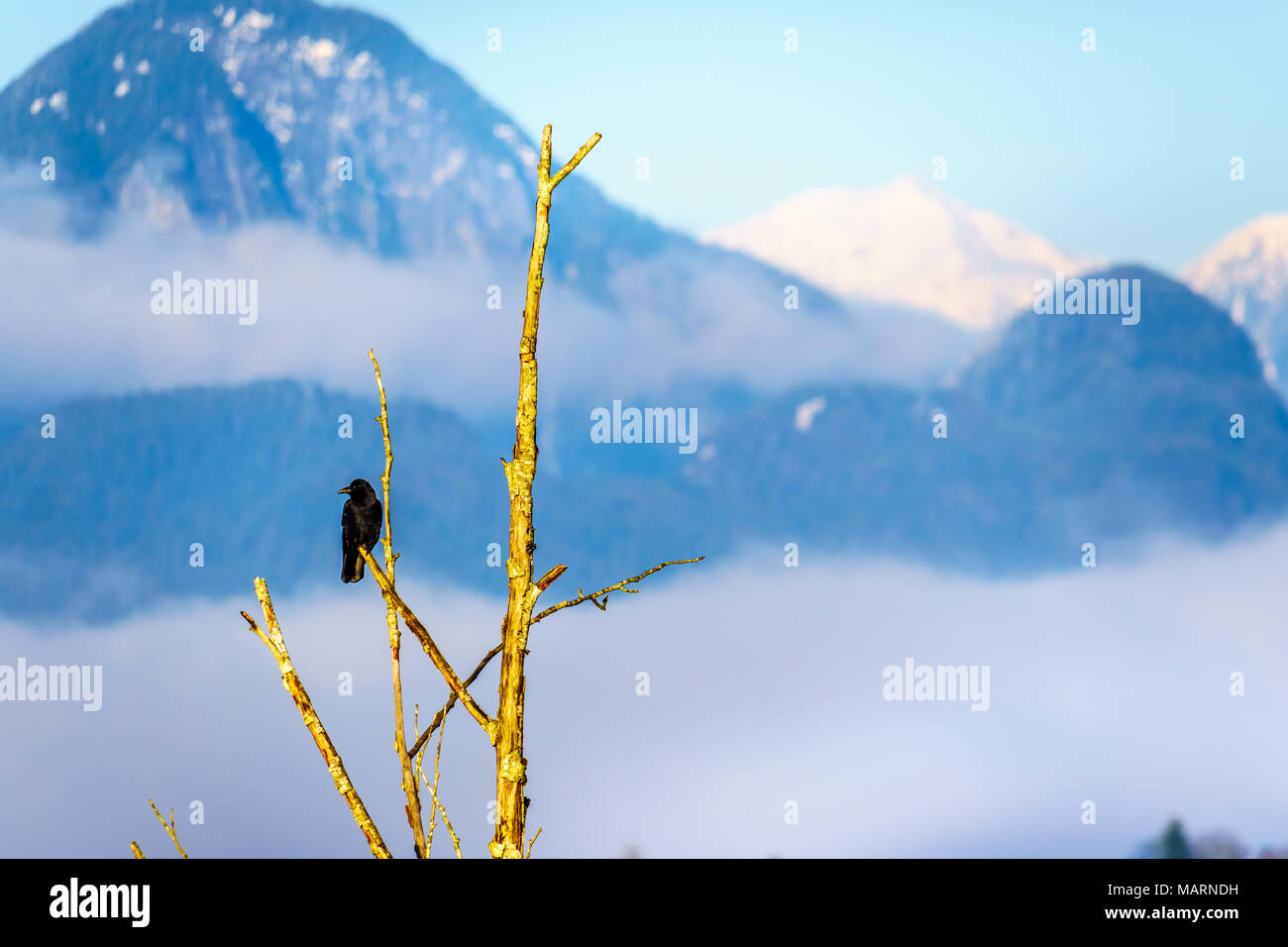 Séance Raven ona branche d'arbre en Pitt Polder dans la ville de Maple Ridge, dans la vallée du Fraser en Colombie-Britannique, Canada sur un hiver froid et clair da Banque D'Images