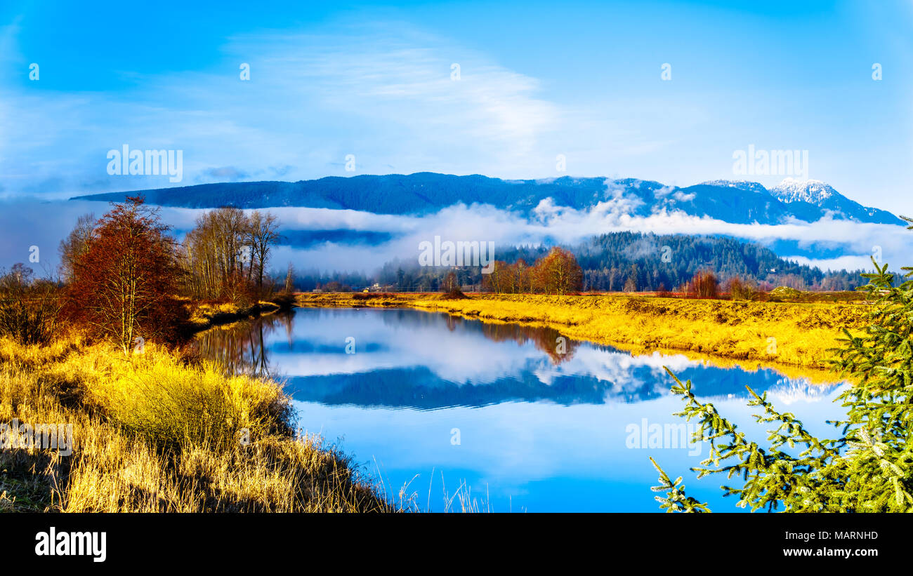 Réflexions de la surface lisse de la rivière Alouette dans le polder Pitt dans la ville de Maple Ridge, dans la vallée du Fraser en Colombie-Britannique, Canada Banque D'Images