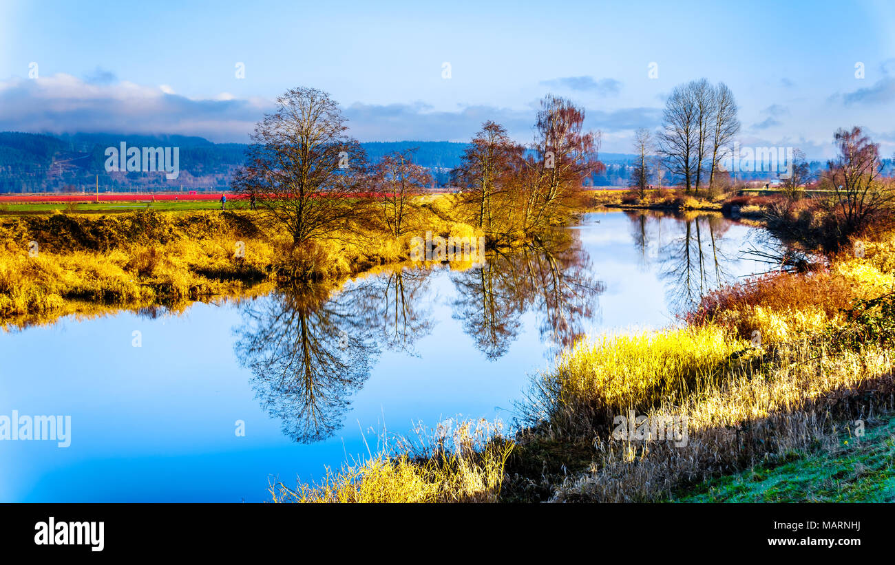 Réflexions de la surface lisse de la rivière Alouette dans le polder Pitt dans la ville de Maple Ridge, dans la vallée du Fraser en Colombie-Britannique, Canada Banque D'Images