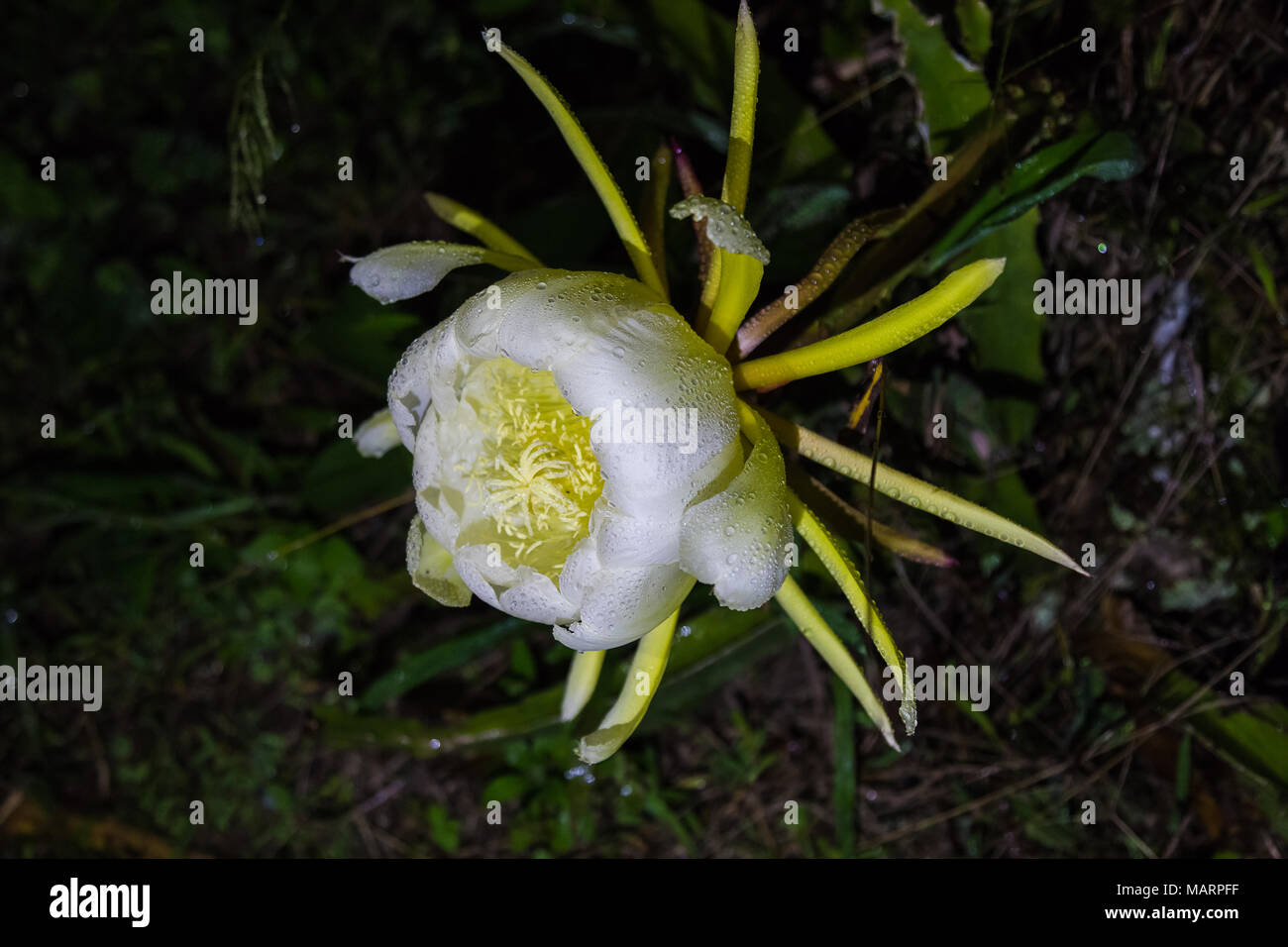 Pitaya flower Banque de photographies et d’images à haute résolution Alamy Pitaya flower Banque de photographies et d’images à haute résolution Alamy