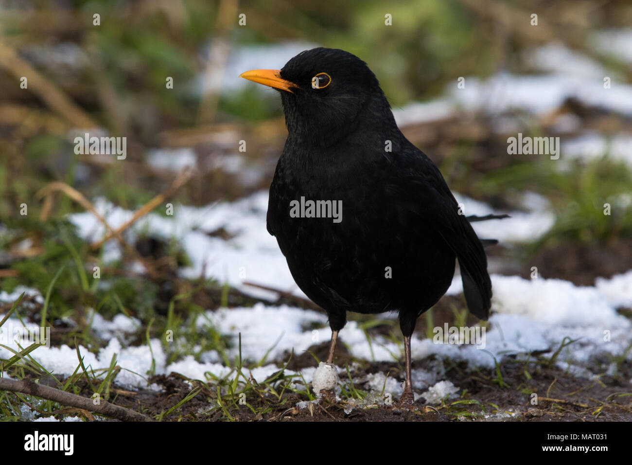 Mâle adulte Eurasian Blackbird (Turdus merula) sur le terrain entre les plaques de neige en hiver Banque D'Images