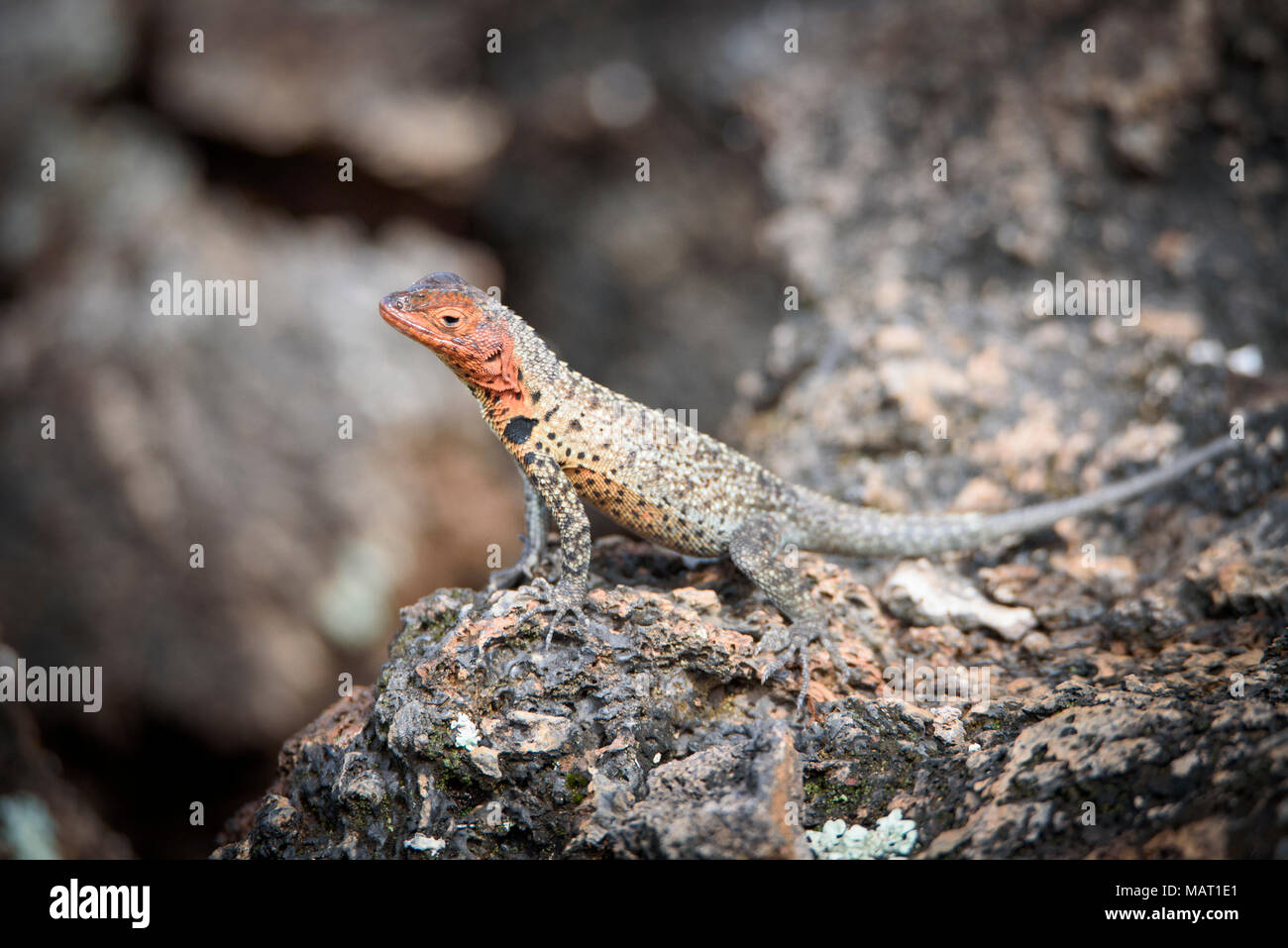 Lézard de lave à gorge rouge assis sur la pierre de lave au Los Tuneles près de Puerto Villamil, l'île Isabela, Parc National des Galapagos, Equateur Banque D'Images Lézard de lave à gorge rouge assis sur la pierre de lave au Los Tuneles près de Puerto Villamil, l'île Isabela, Parc National des Galapagos, Equateur Banque D'Images