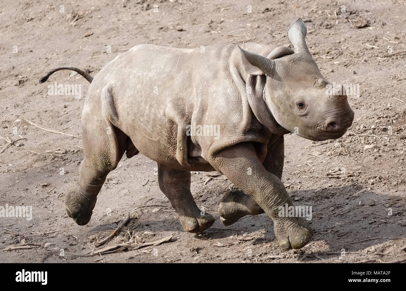 04 Avril 18 L Allemagne Leipzig Un Jeune Taureau Rhino Executee Dans Son Boitier Exterieur Le Bebe Rhino Ne Le 4 Decembre 17 S Est Aventure Hors De Sa Cage Depuis Cette Semaine