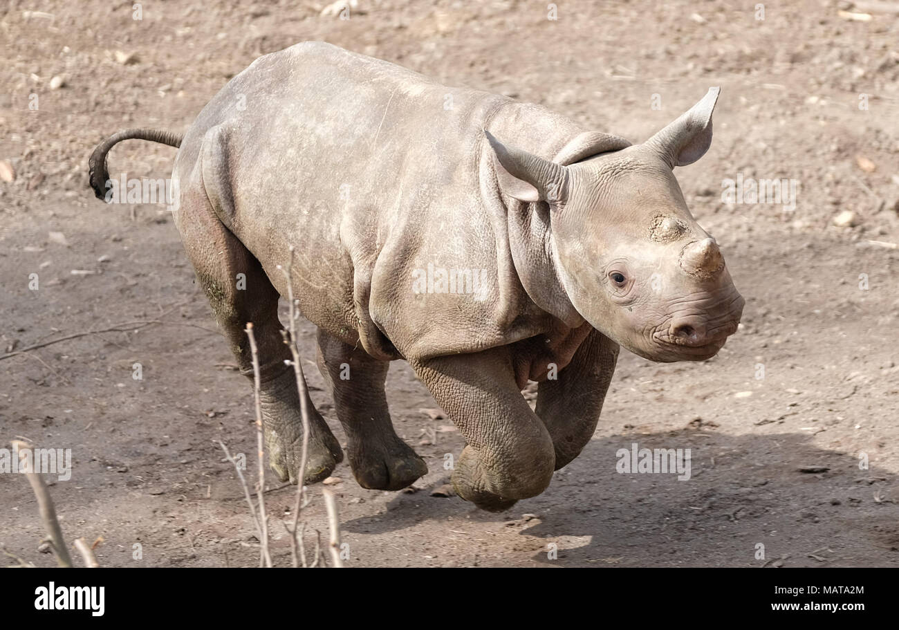 04 Avril 18 L Allemagne Leipzig Un Jeune Homme Passe Devant Sa Mere Rhinoceros Au Zoo De Leipzig Le Bebe Est Ne Le 04 Decembre 17 Et Sa Mere Est Le Deuxieme 04 Avril 18 L Allemagne Leipzig Un Jeune Homme Passe Devant Sa Mere Rhinoceros Au Zoo De Leipzig Le Bebe Est Ne Le 04 Decembre 17 Et Sa Mere Est Le Deuxieme