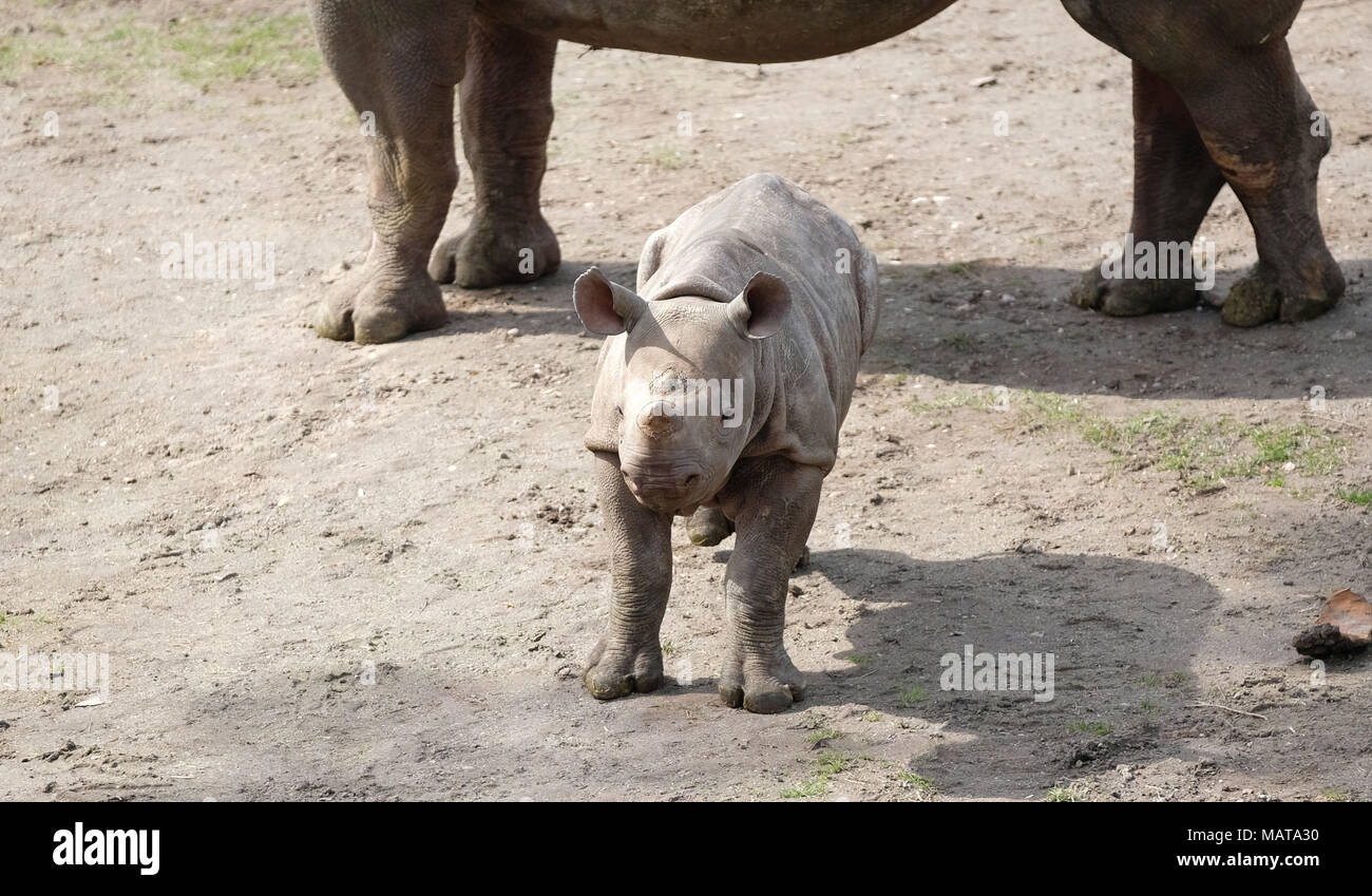 04 Avril 18 L Allemagne Leipzig Un Jeune Taureau Rhino Executee Dans Son Boitier Exterieur Le Bebe Rhino Ne Le 4 Decembre 17 S Est Aventure Hors De Sa Cage Depuis Cette Semaine 04 Avril 18 L Allemagne Leipzig Un Jeune Taureau Rhino Executee Dans Son Boitier Exterieur Le Bebe Rhino Ne Le 4 Decembre 17 S Est Aventure Hors De Sa Cage Depuis Cette Semaine
