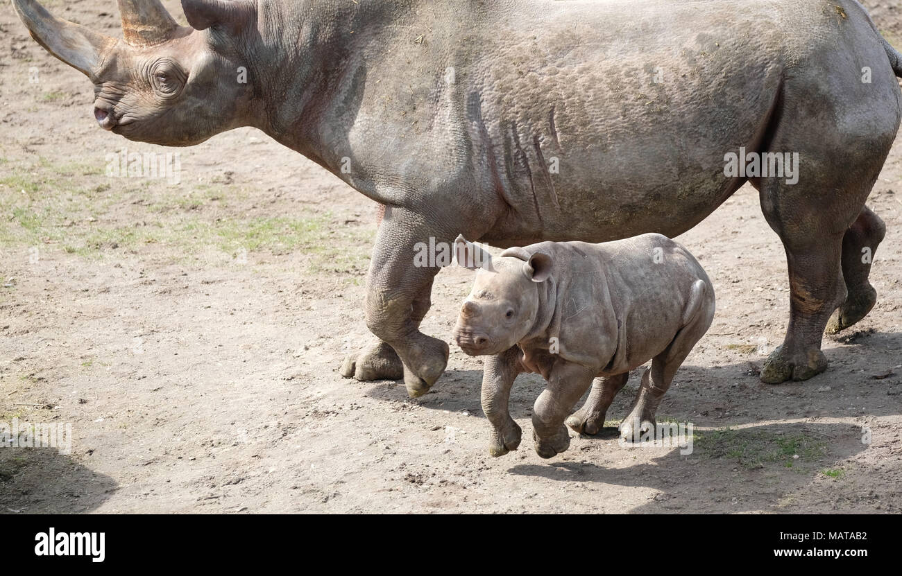 04 Avril 18 L Allemagne Leipzig Un Jeune Homme Passe Devant Sa Mere Rhinoceros Au Zoo De Leipzig Le Bebe Est Ne Le 04 Decembre 17 Et Sa Mere Est Le Deuxieme 04 Avril 18 L Allemagne Leipzig Un Jeune Homme Passe Devant Sa Mere Rhinoceros Au Zoo De Leipzig Le Bebe Est Ne Le 04 Decembre 17 Et Sa Mere Est Le Deuxieme