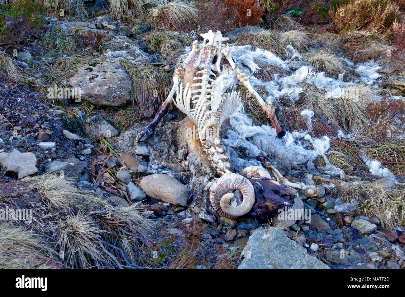 Carcasse pourrie d'un mouton en puait Glen près de Callander, Trossachs, Ecosse Banque D'Images