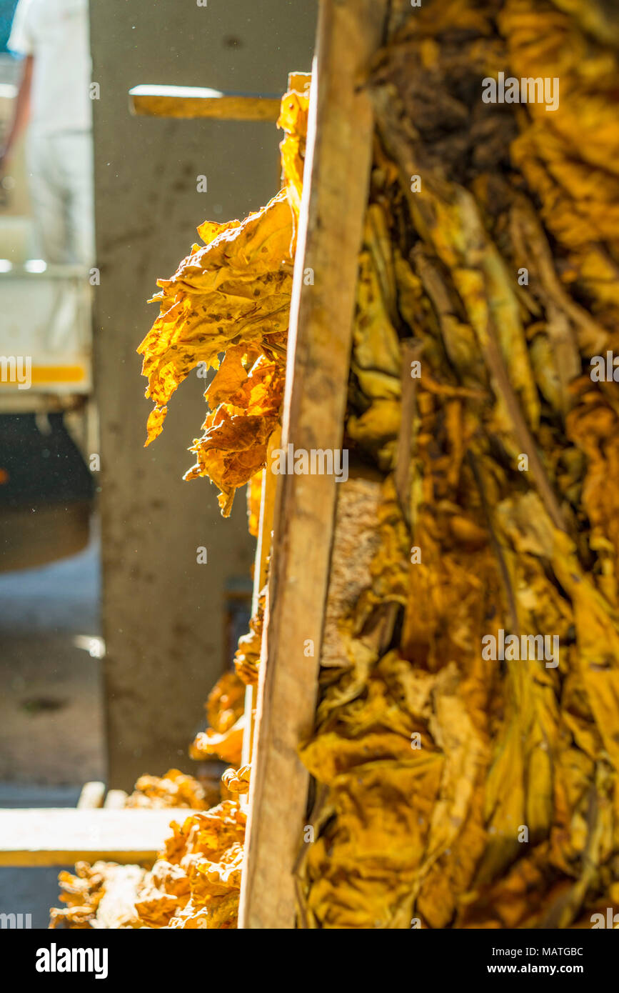 Les travailleurs agricoles au Zimbabwe du tabac de qualité. Banque D'Images