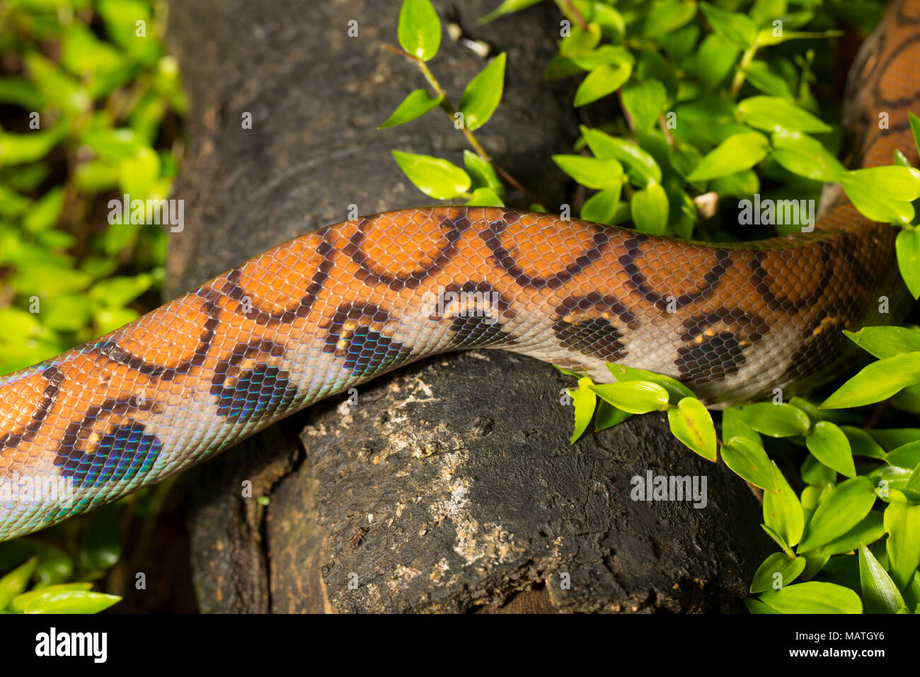 Un arc-en-ciel boa constrictor, Epicrates cenchria, dans la jungle du Suriname près de Bakhuis, l'Amérique du Sud. L'image montre le motif et l'échelle. Banque D'Images