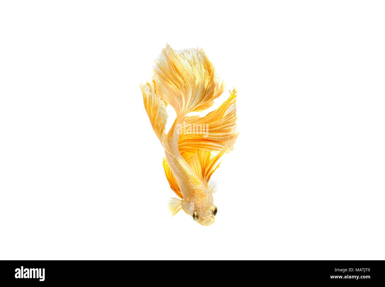 Moment émouvant d'or du poisson de combat siamois isolé sur fond blanc Banque D'Images Moment émouvant d'or du poisson de combat siamois isolé sur fond blanc Banque D'Images