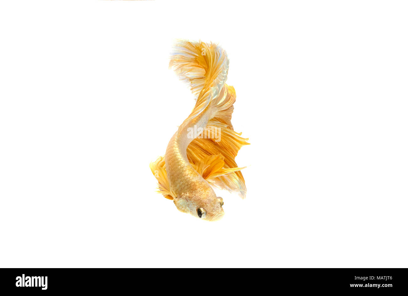 Moment émouvant d'or du poisson de combat siamois isolé sur fond blanc Banque D'Images Moment émouvant d'or du poisson de combat siamois isolé sur fond blanc Banque D'Images