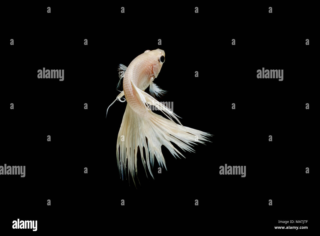 Queue de poisson couronne combats combats isolés poissons siamois,sur noir Banque D'Images Queue de poisson couronne combats combats isolés poissons siamois,sur noir Banque D'Images