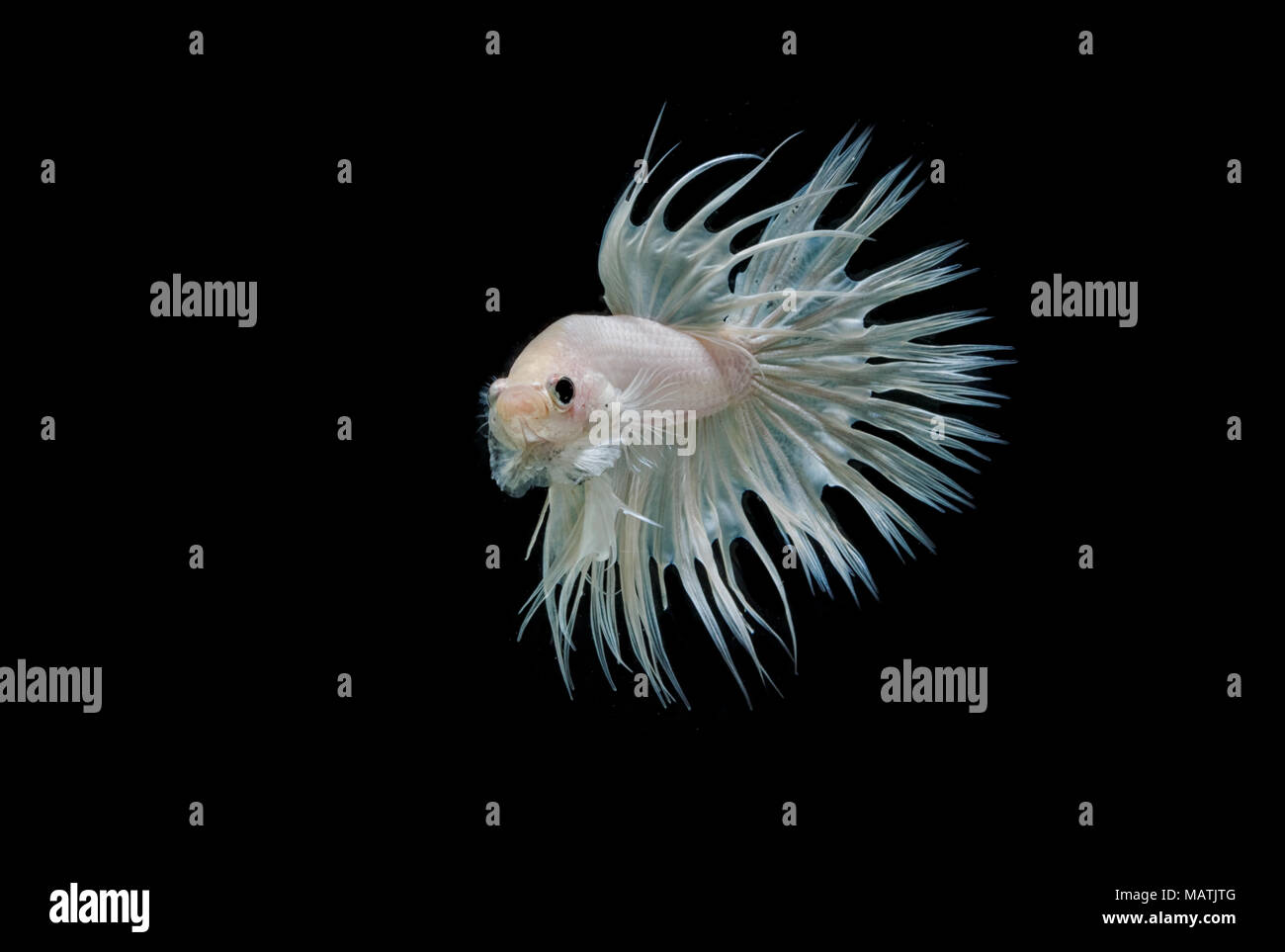 Queue de poisson couronne combats combats isolés poissons siamois,sur noir Banque D'Images Queue de poisson couronne combats combats isolés poissons siamois,sur noir Banque D'Images