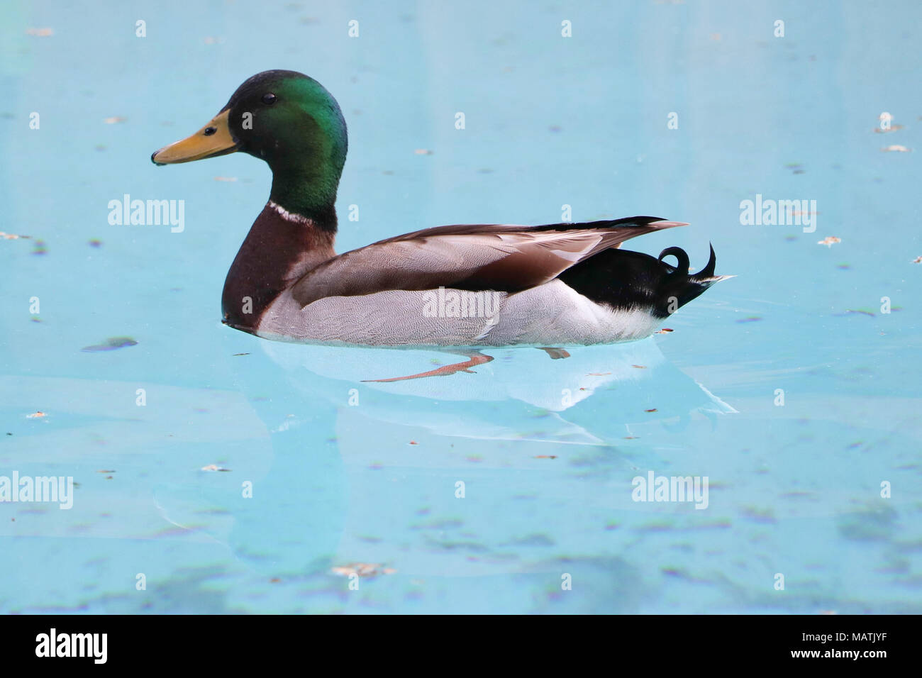 Close up of Canard colvert mâle in swimming pool Banque D'Images
