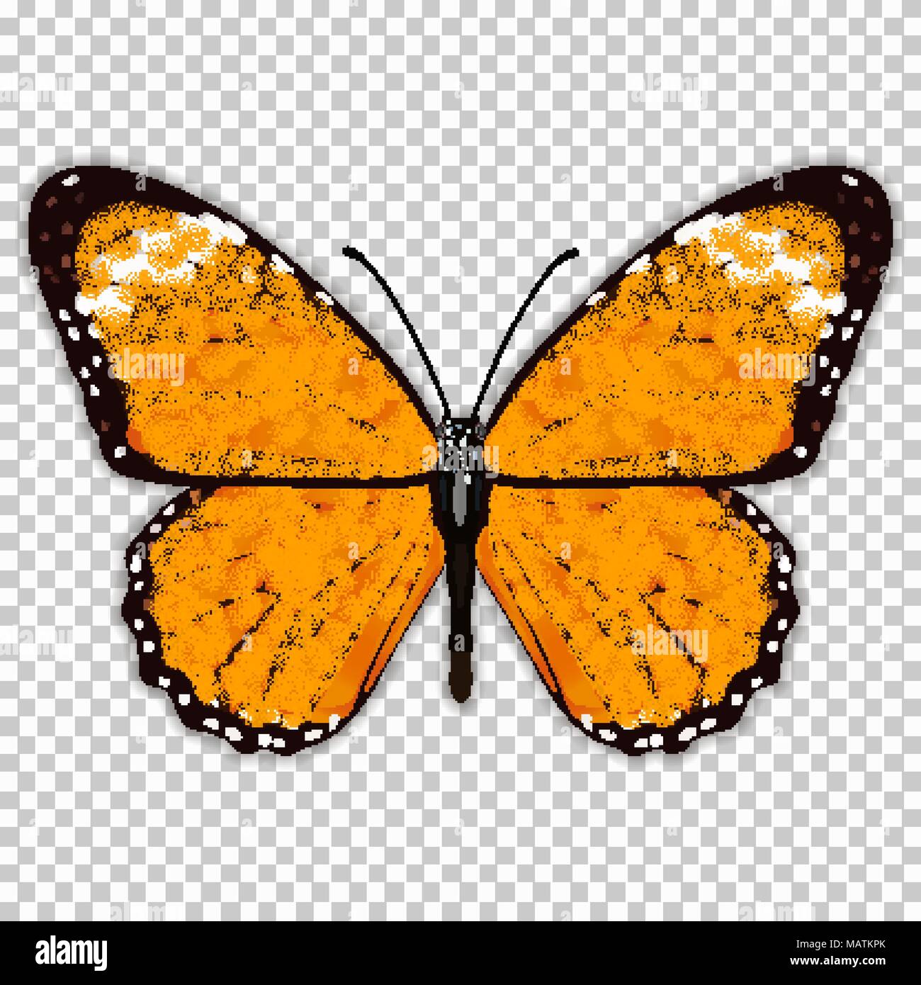 Beau papillon avec ailes orange, vue d'en haut, sur un fond transparent, le dessin graphique. Vector illustration Illustration de Vecteur