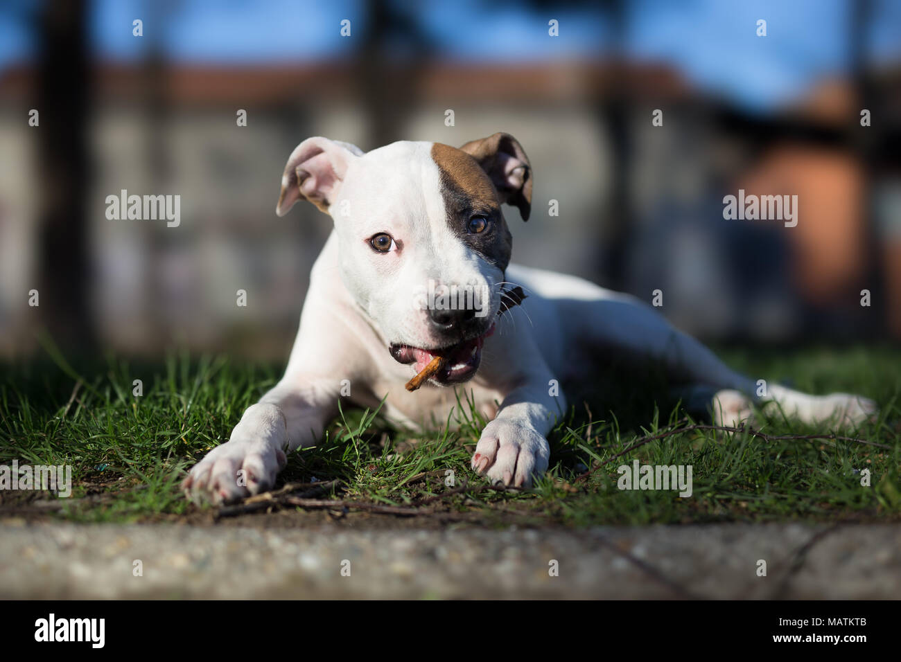 American Staffordshire terrier puppy chewing-stick Banque D'Images