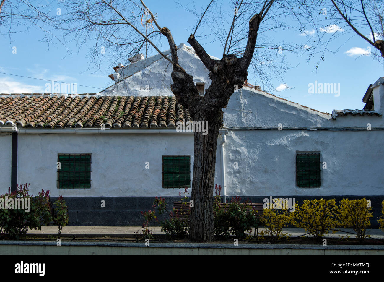Maison de ville avec façade blanche arbre dans la ville de Polan, province de Tolède. Castilla la Mancha. L'Espagne. Banque D'Images
