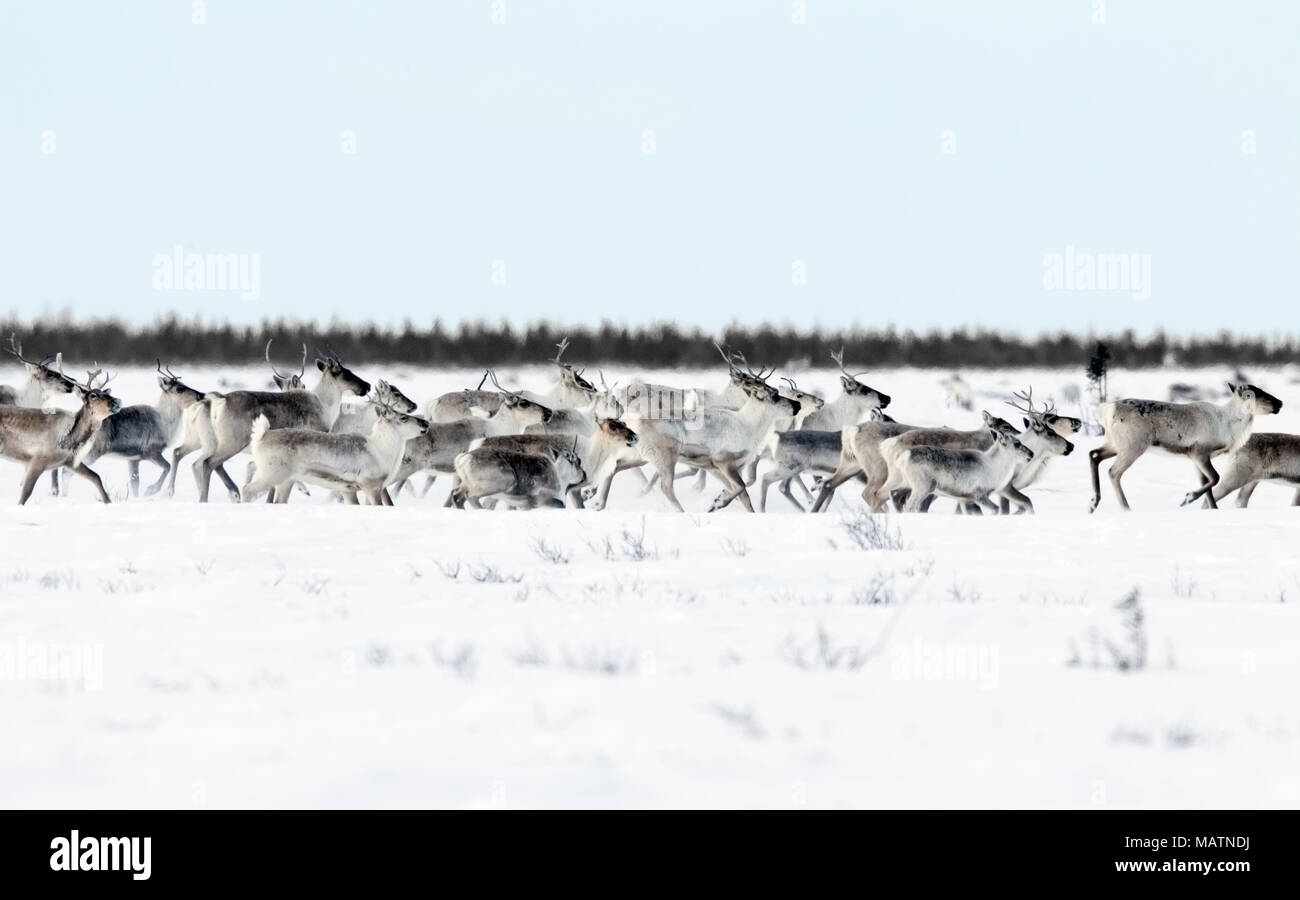 Troupeau de caribous Banque D'Images