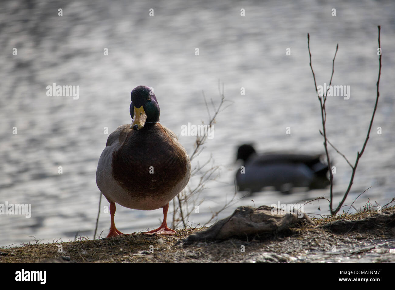 Un Canard colvert mâle. La rivière Magog au Québec. Canard colvert sur la rivière Magog, Québec Banque D'Images