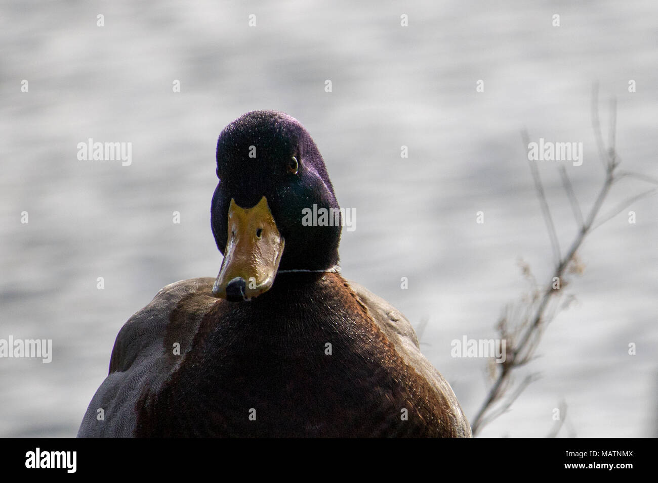 Un Canard colvert mâle. La rivière Magog au Québec. Canard colvert sur la rivière Magog, Québec Banque D'Images