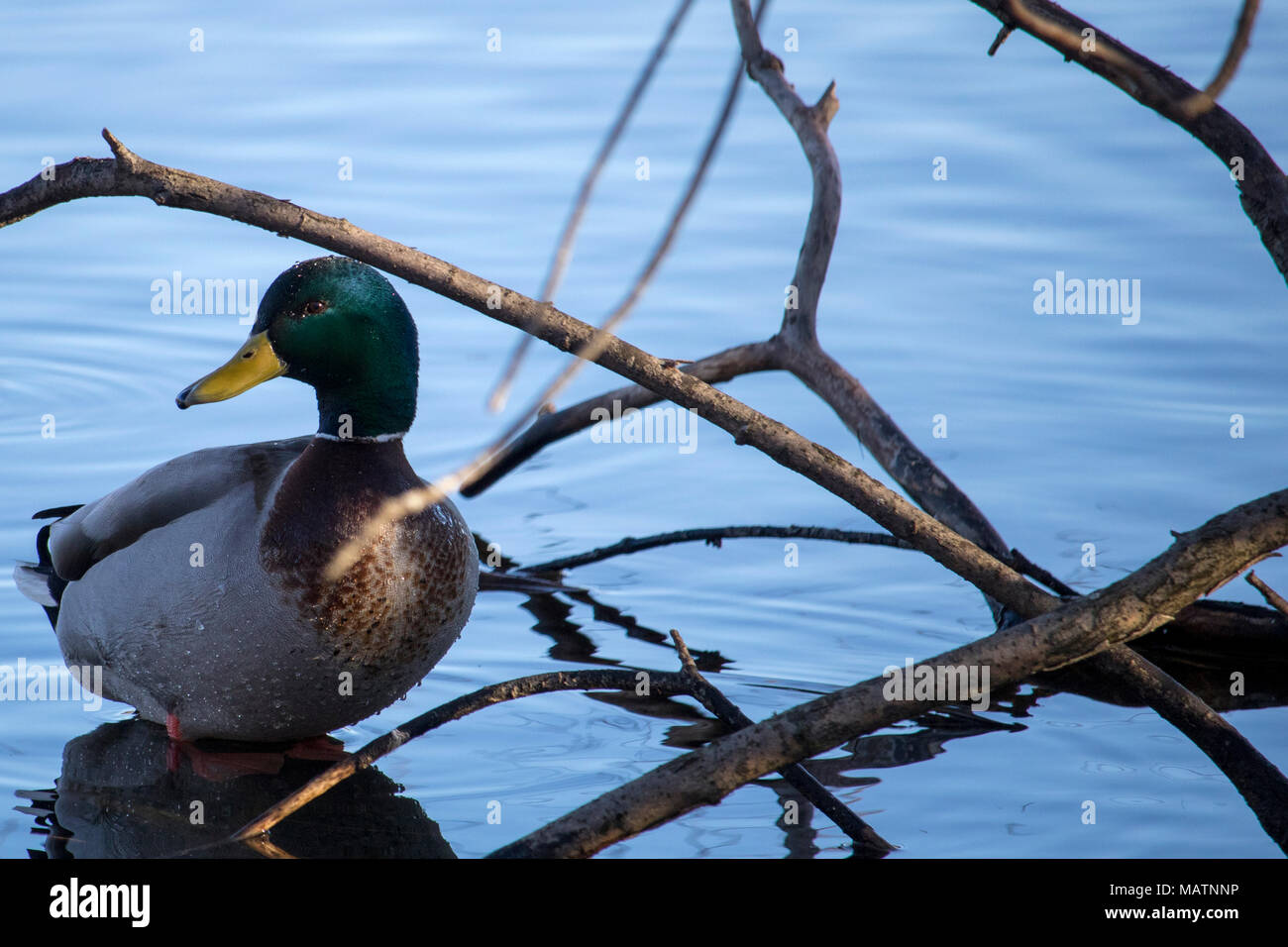 Un Canard colvert mâle. La rivière Magog au Québec. Canard colvert sur la rivière Magog, Québec Banque D'Images