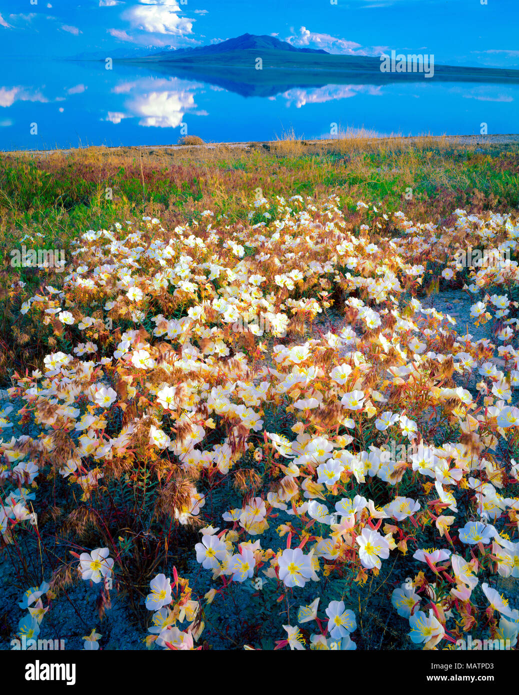 Fleurs d'onagre, l'Antilope Isalnd State Park, Grand Lac Salé en Utah Oenothera pallida Banque D'Images