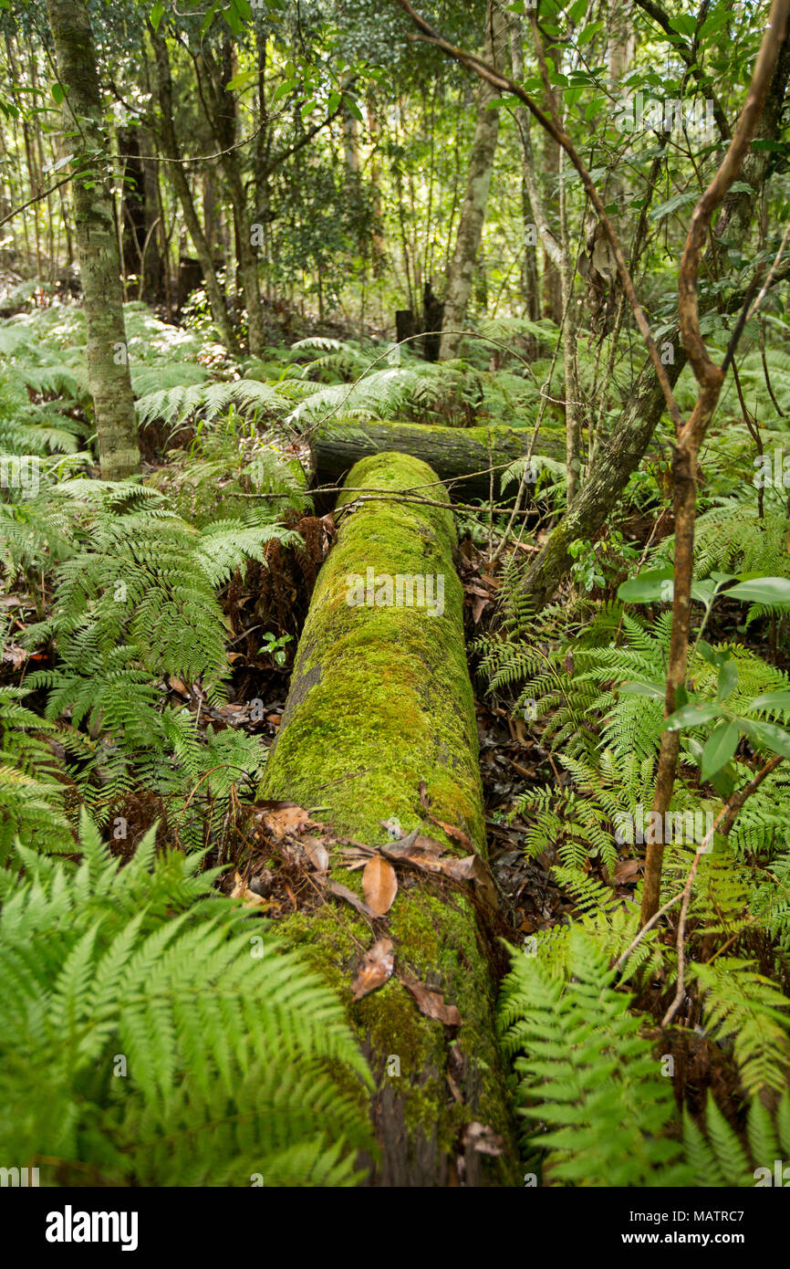 Sous couvert de mousse, de fougères et d'emeraude journal bracken parmi les forêts du Parc National de Conondale dans le Queensland en Australie Banque D'Images