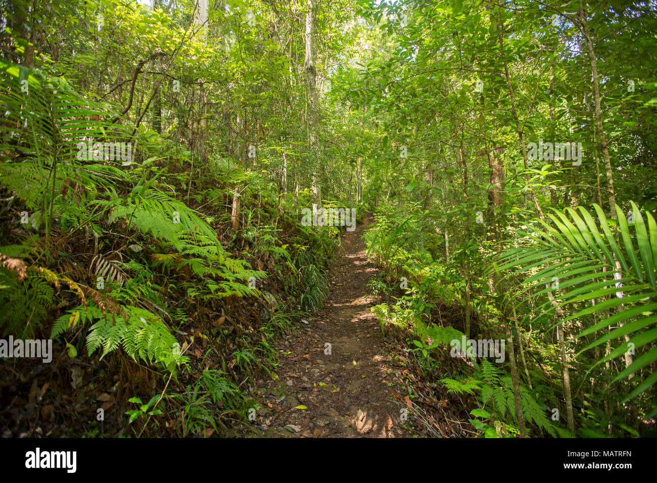 Les forêts d'émeraude dense de fougères et de fougères rompu par un sentier étroit en parc national de Conondale Queensland Australie Banque D'Images