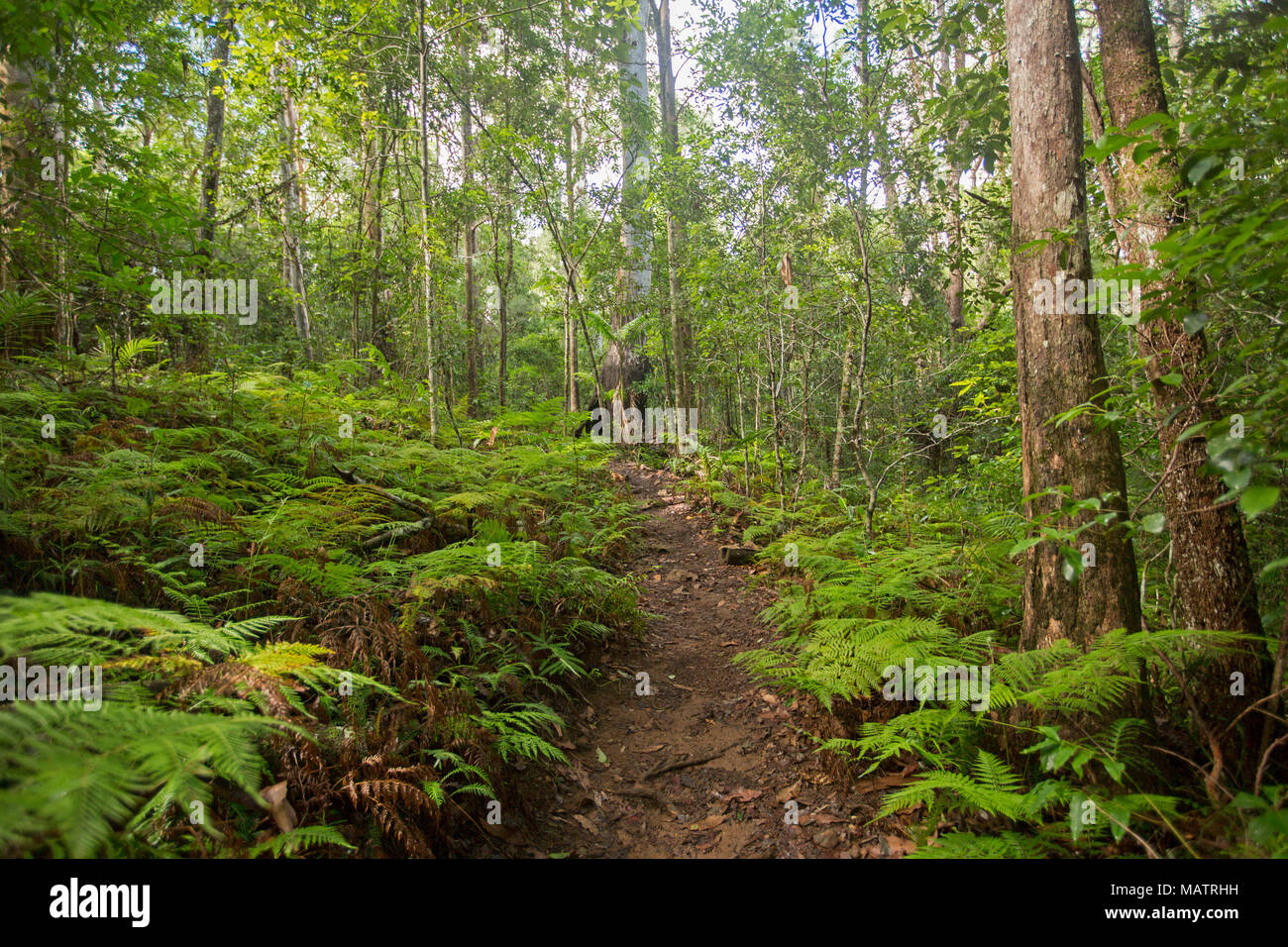 Les forêts d'émeraude dense de fougères et de fougères rompu par un sentier étroit en parc national de Conondale Queensland Australie Banque D'Images