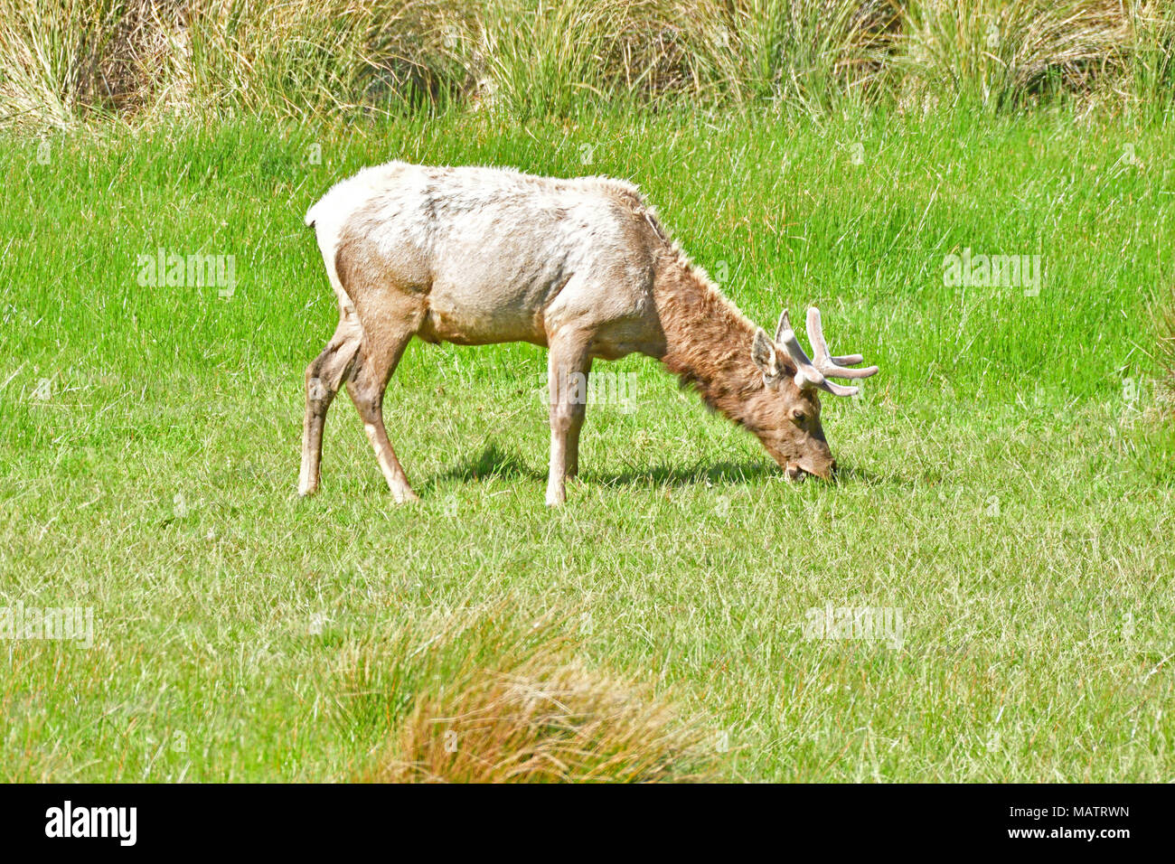 Elks Tule Elk Tomale à réserver Banque D'Images