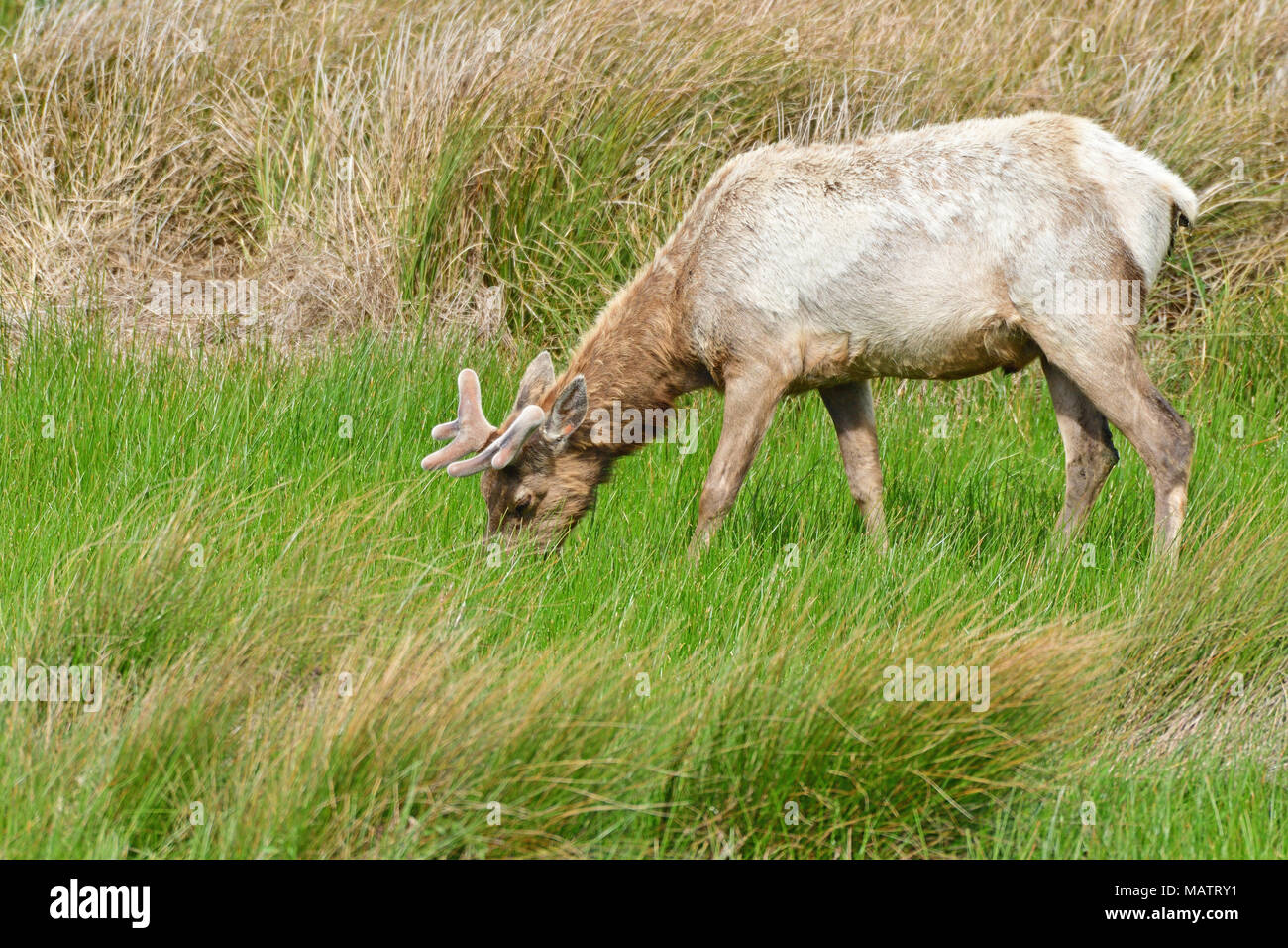 Elks Tule Elk Tomale à réserver Banque D'Images