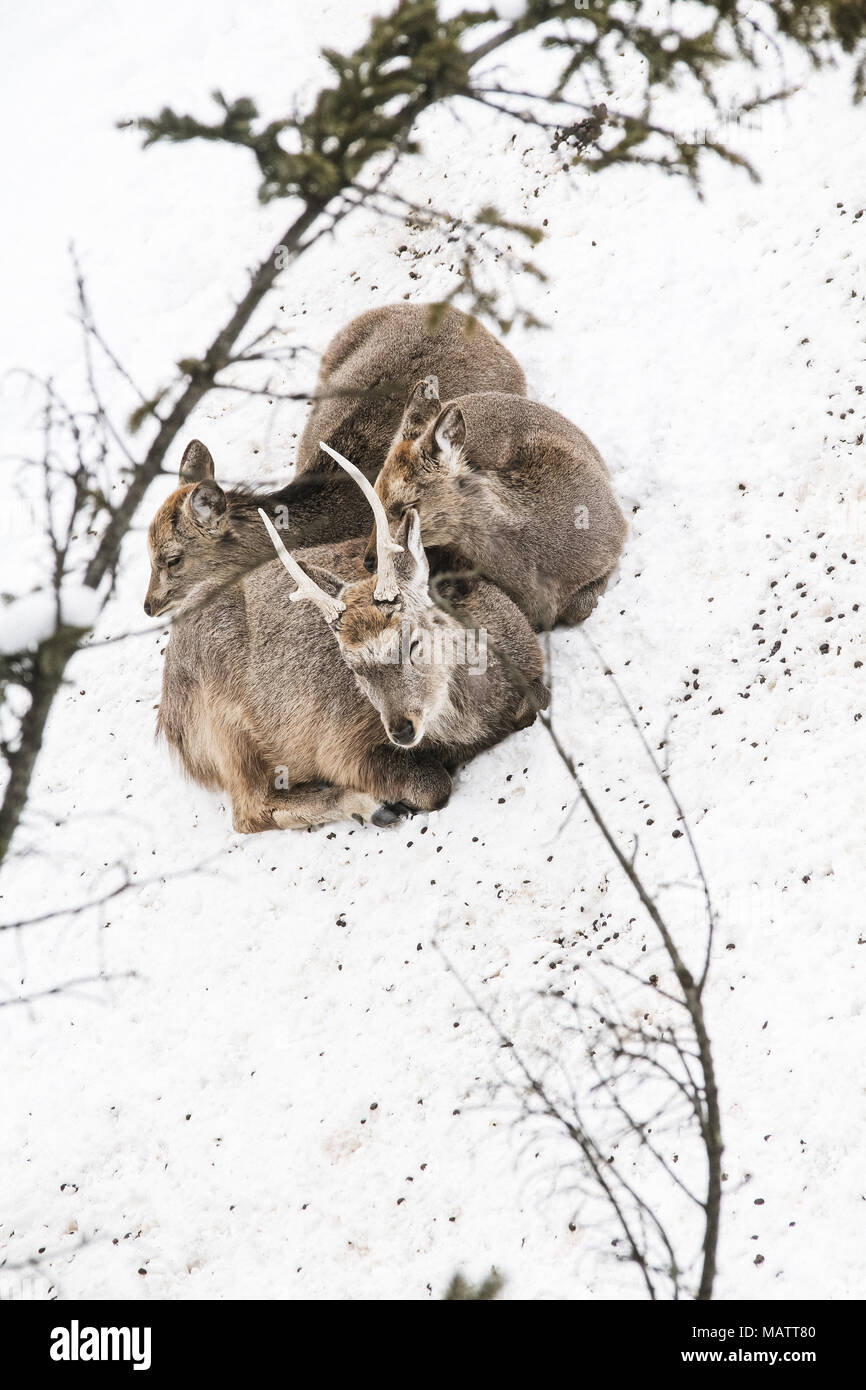 Le cerf sika dans le Zoo Asahiyama, Hokkaido Banque D'Images