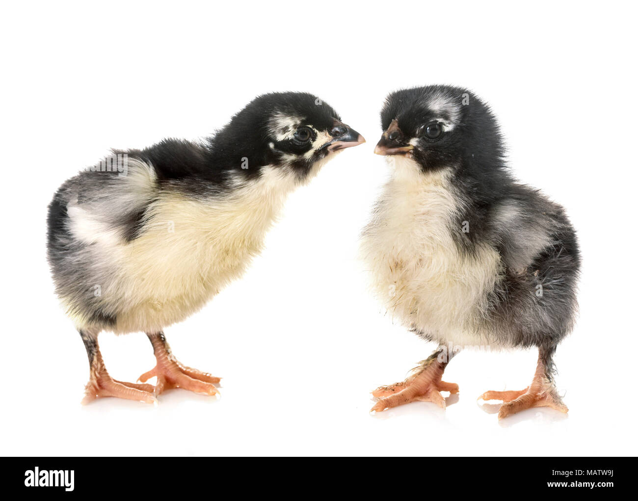 Poussins marans in front of white background Banque D'Images