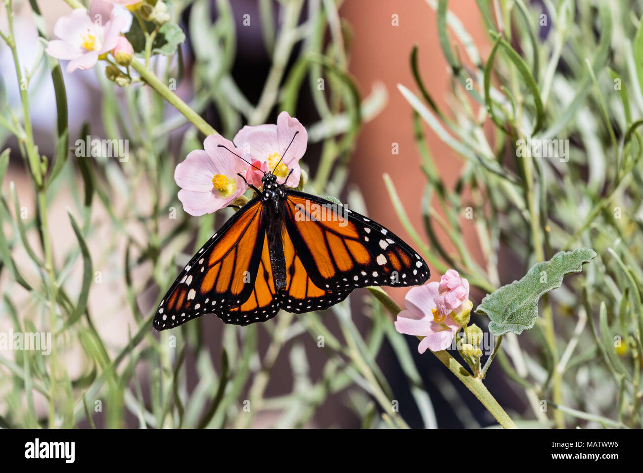 Papillon monarque sur une branche de petites fleurs roses, à l'Arizona désert de Sonora. Banque D'Images
