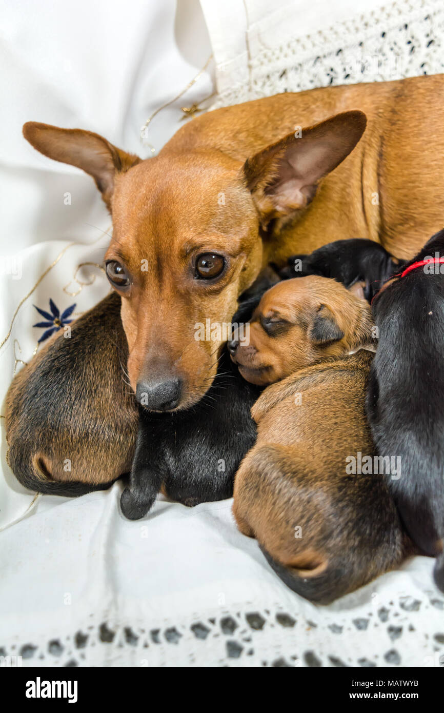 Pinscher Nain rouge avec les chiots de la mère Banque D'Images