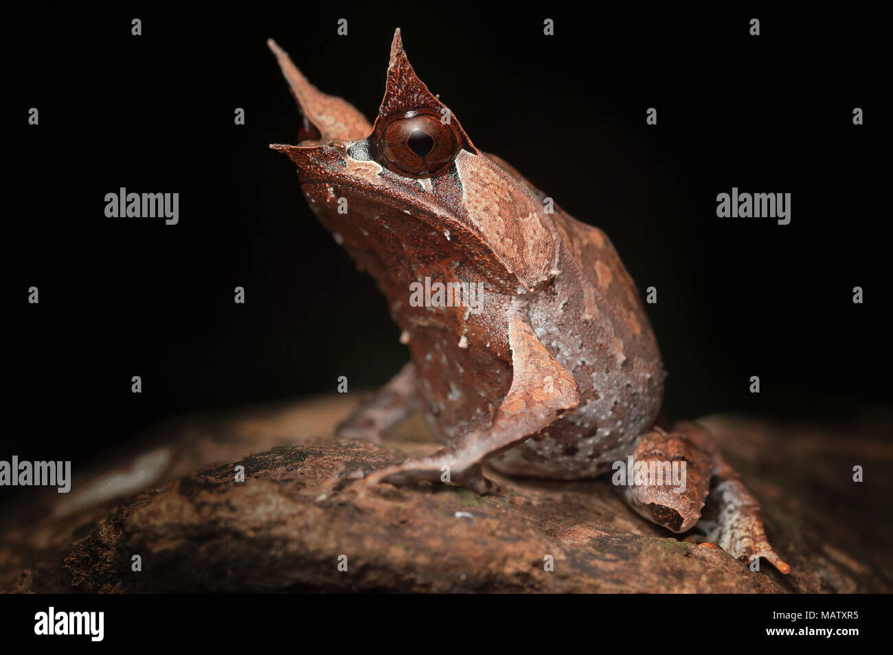 Megophrys nasuta grenouille cornue de Malaisie Banque D'Images