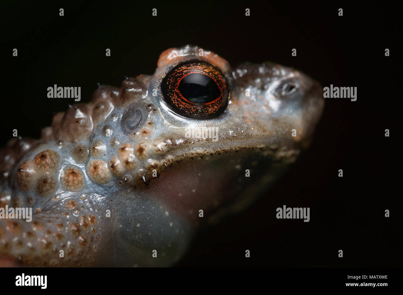 L'Ansonia spinulifer crapaud mince Banque D'Images