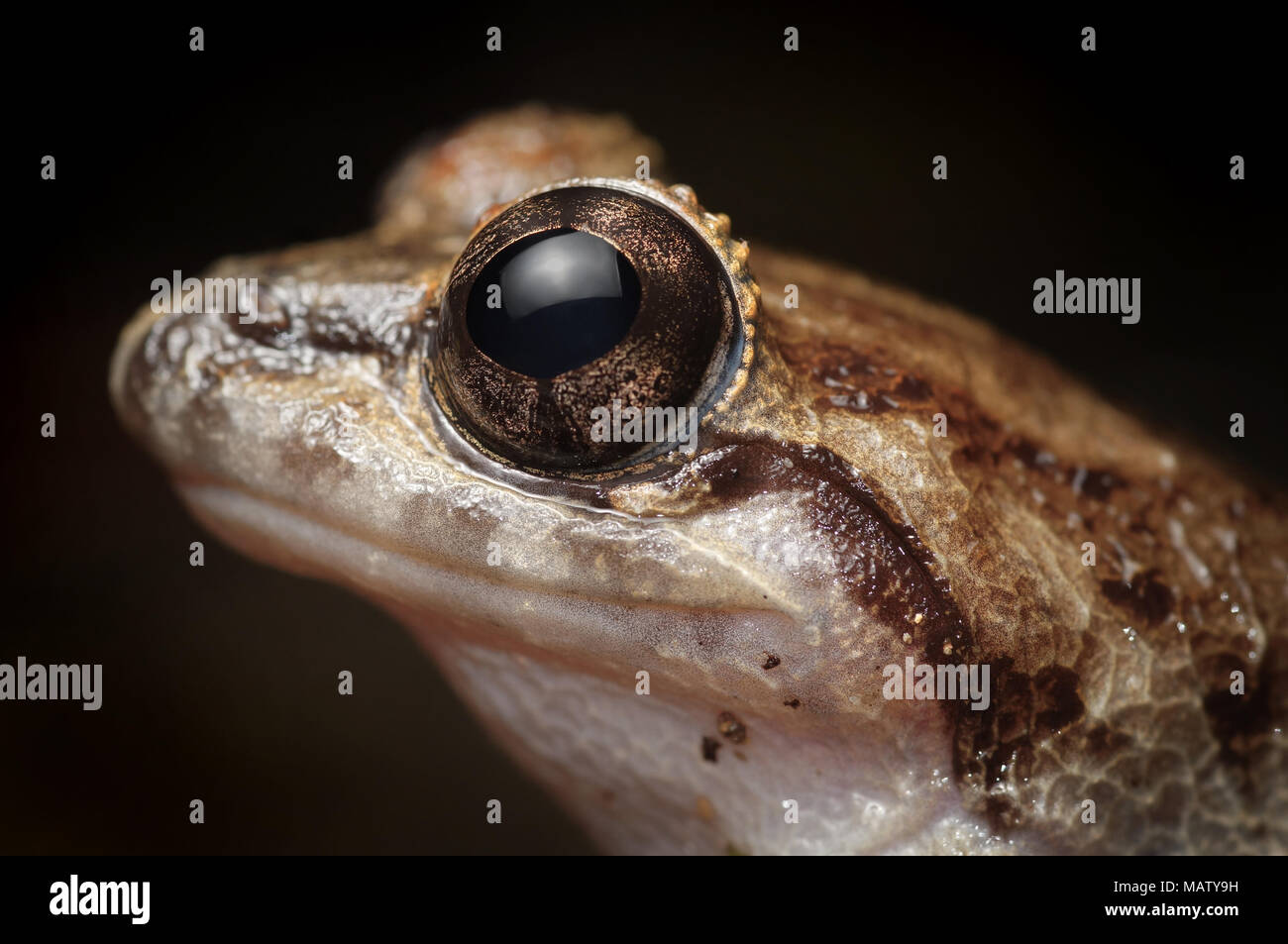 Limnonectes laticeps grenouille ruisseau Banque D'Images