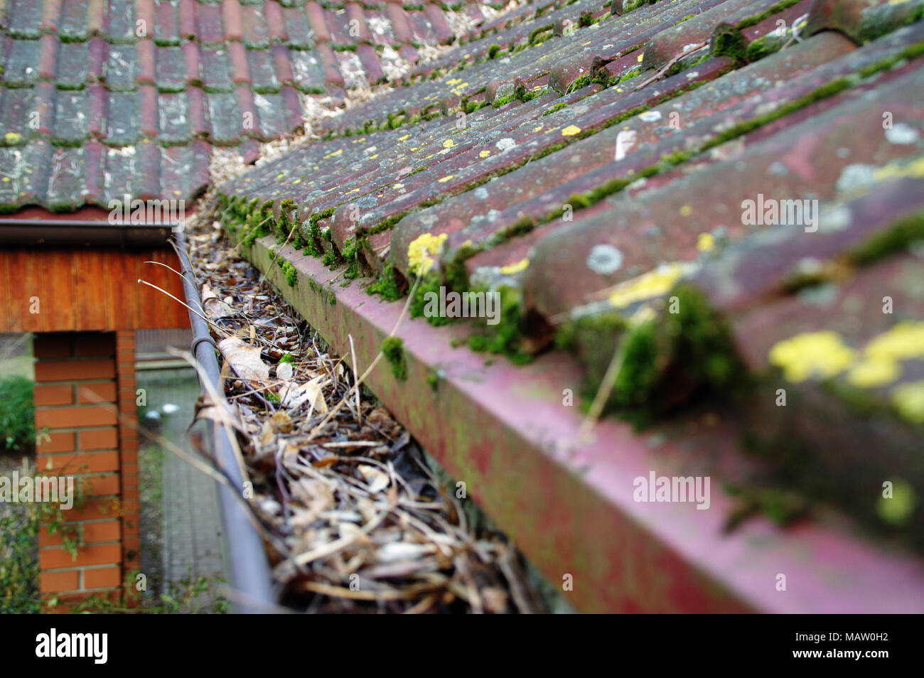 Le nettoyage de gouttière sale mousse et feuilles. Bâtiment avec toit à tuiles impurs après l'hiver. Le nettoyage de printemps. Banque D'Images