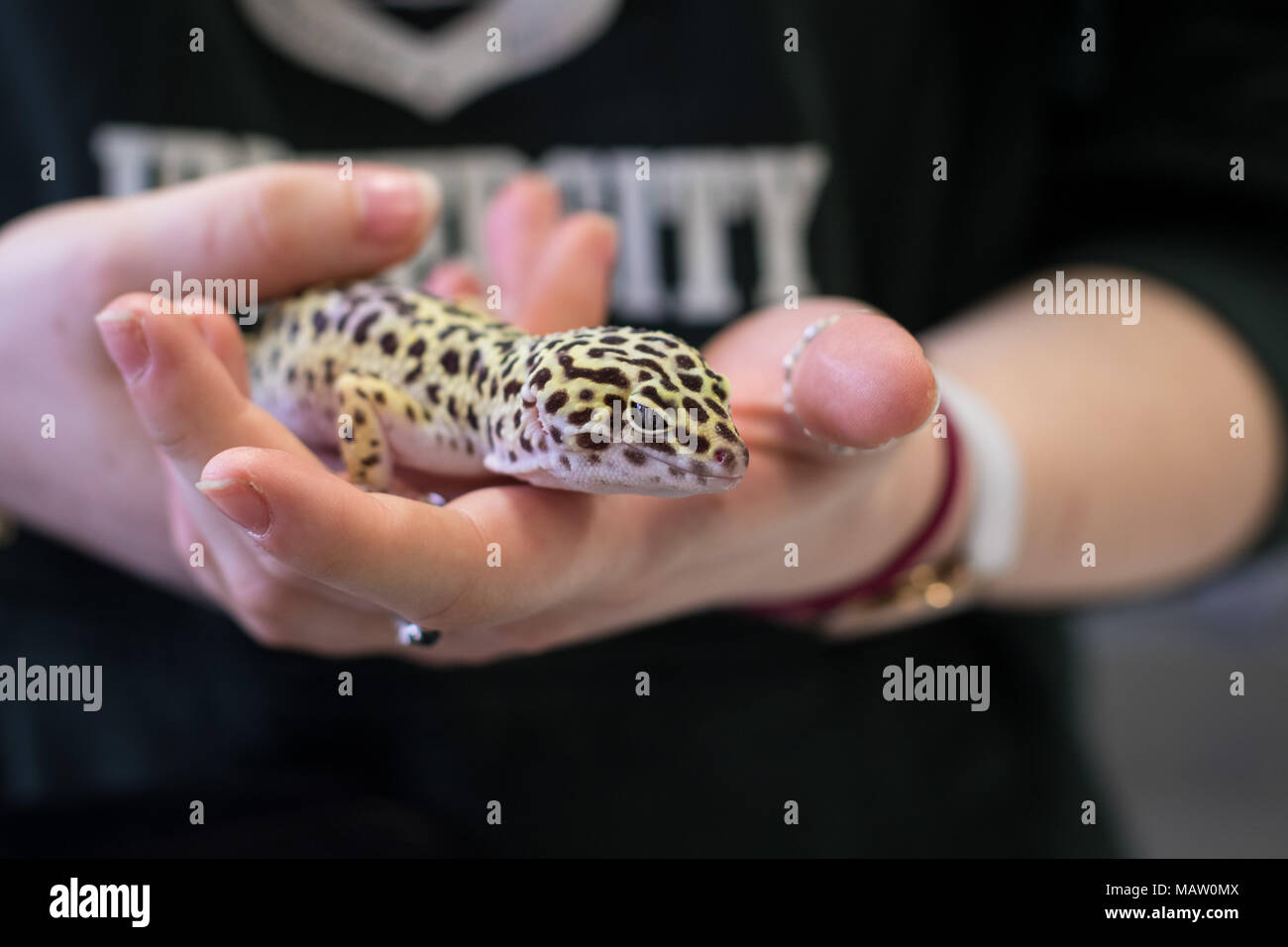Un gecko léopard étant détenu par une femme dans les deux mains Banque D'Images