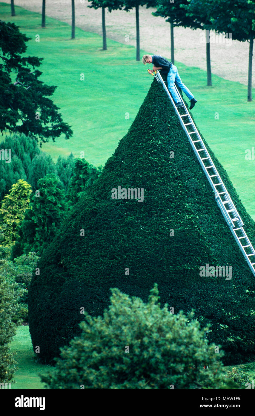 Un jardinier au sommet d'une longue échelle utilise cisailles à main pour couper un des buissons d'ifs topiaires dans les jardins d'Hampton Court. Banque D'Images