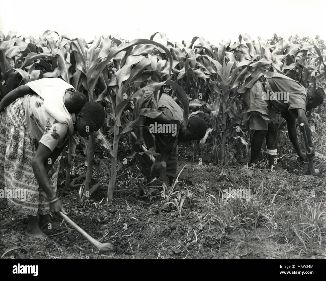 Hommes travaillant dans les champs Banque de photographies et d’images ...