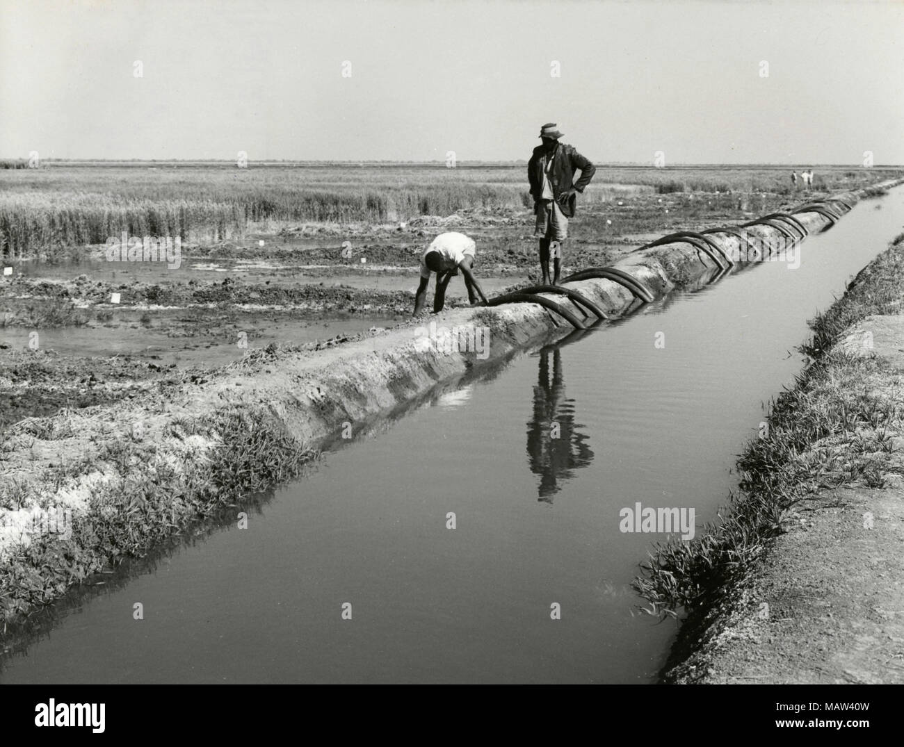 L'irrigation avec des tubes, de sélection, de la Kafue Fiducie rhodésienne Polder pilote, de la Zambie, de l'Rhodésie 1957 Banque D'Images