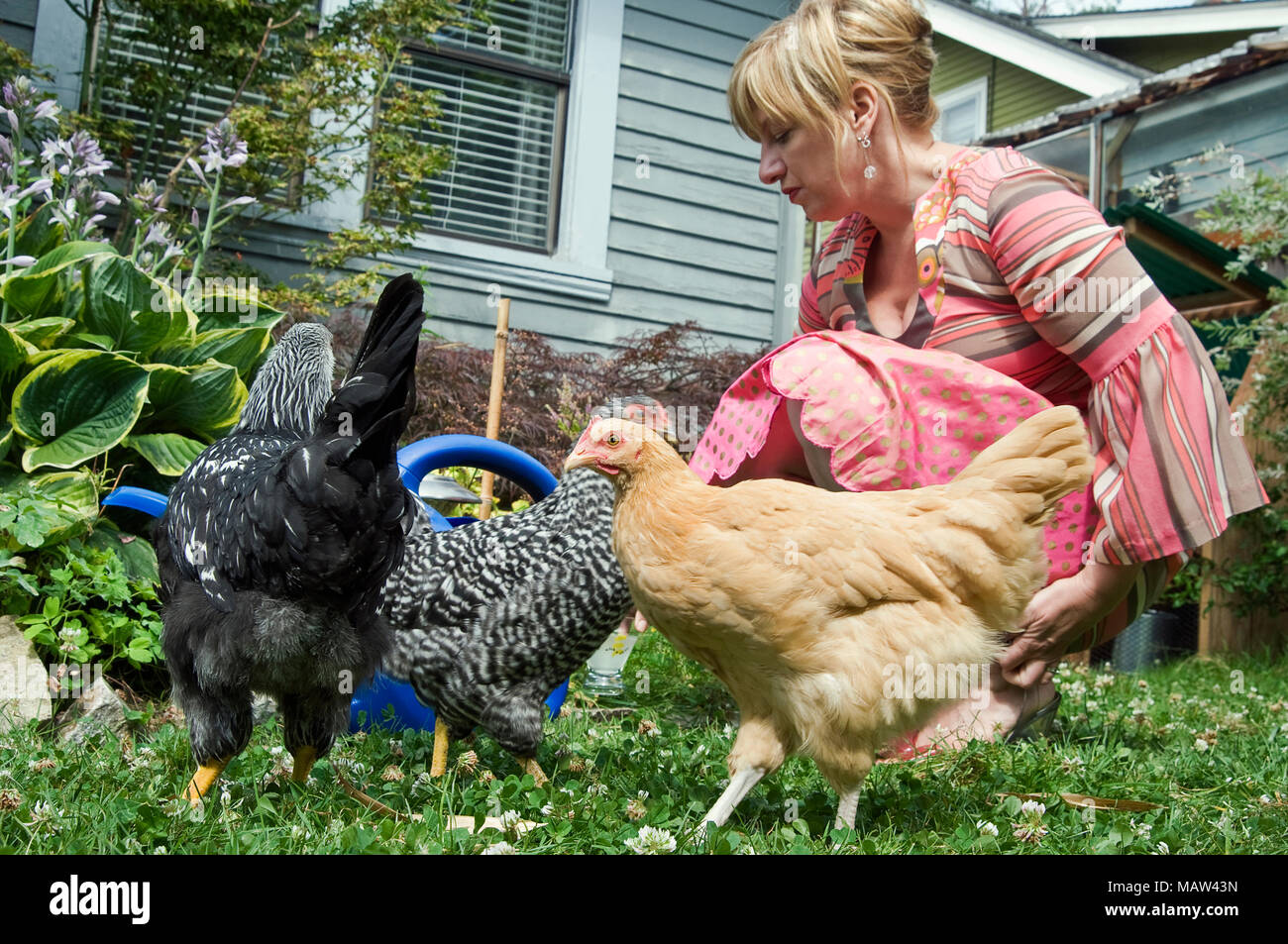 Une femme traînant dans son jardin avec le petit troupeau de poulets qu'elle utilise pour pondre des œufs, à Portland en Oregon. Banque D'Images