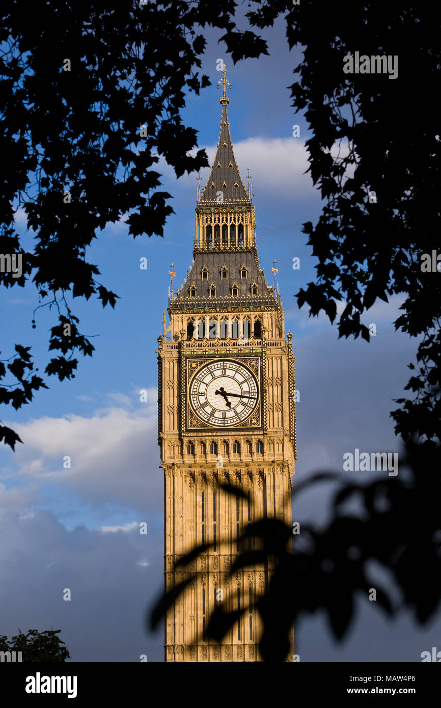Elizabeth tower ou Big Ben à Londres, encadrée par la silhouette des arbres. Banque D'Images