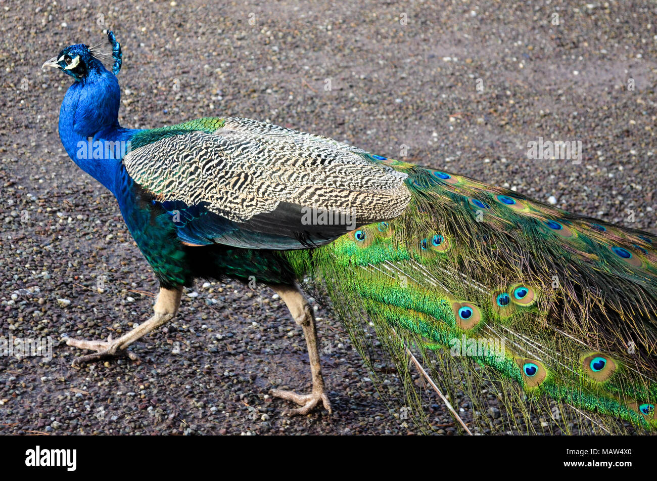 Oiseau Paon Animal Zoo Wild Animal Plumes Colorees Close Up Portrait Of Tropical Exotique De L œil De Paon Photo Stock Alamy