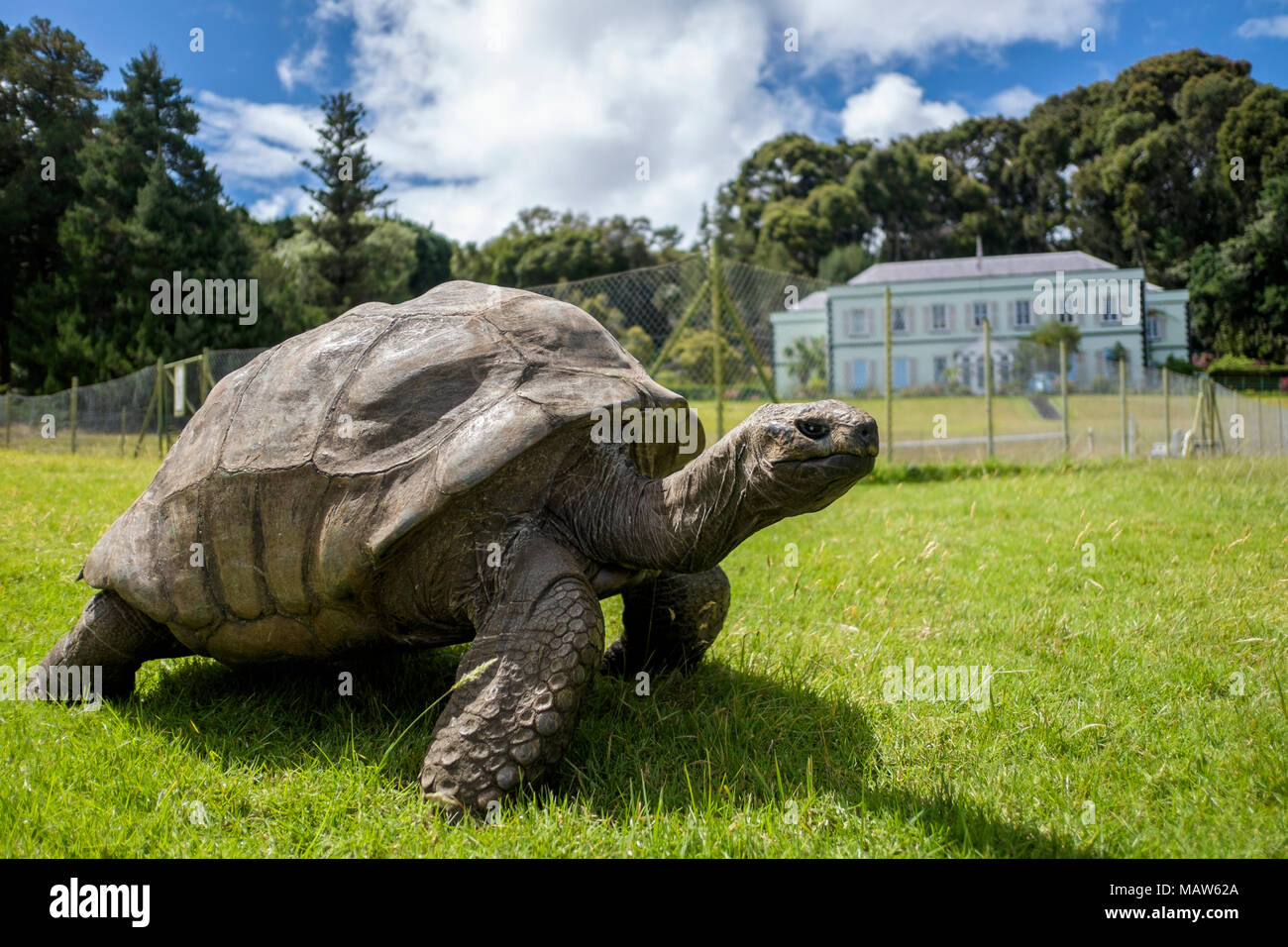 Jonathan, une tortue géante des Seychelles, le plus ancien animal terrestre vivant au monde, âgé d'environ 190 ans.Plantation House, Sainte-Hélène. Banque D'Images